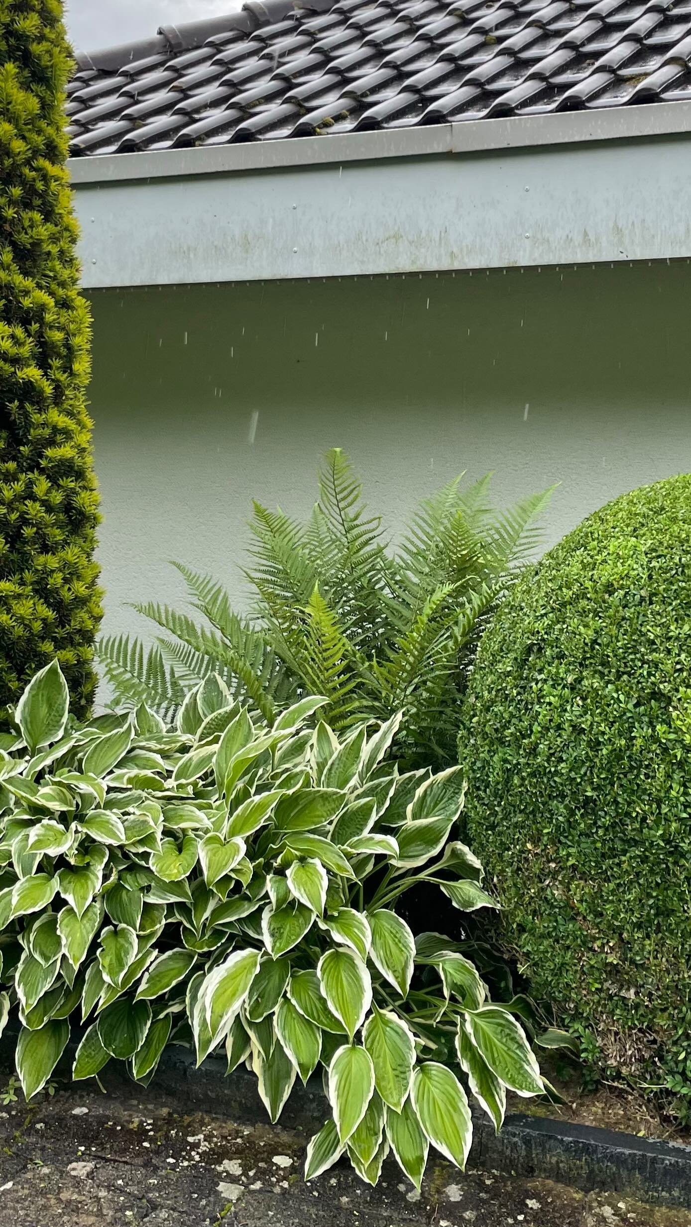 Lebendige Struktur – der Buchs als gestalterisches Element im Garten
Zweimal im Jahr widmen wir uns dem Formschnitt des Buchs – nicht als Routine, sondern als Teil einer durchdachten, lebendigen Gartengestaltung.
Ob klar definiert oder