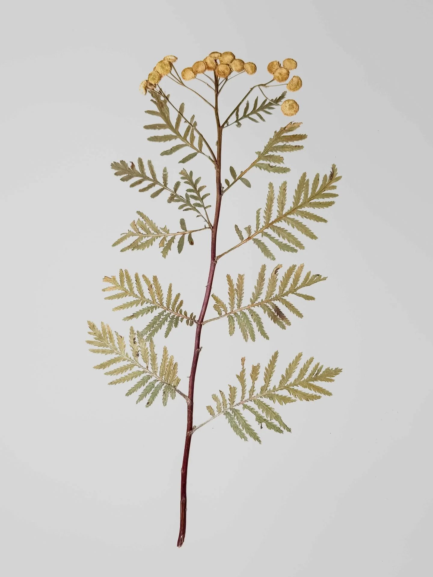 Mit unserem neuen Format m&ouml;chten wir Dir nach und nach unsere Lieblinge unter den einheimischen Pflanzen vorstellen &ndash; begleitet von Stillleben aus unserer Sammlung getrockneter Pflanzen.

Den Anfang macht der Rainfarn (Tanacetum vulgare) ?