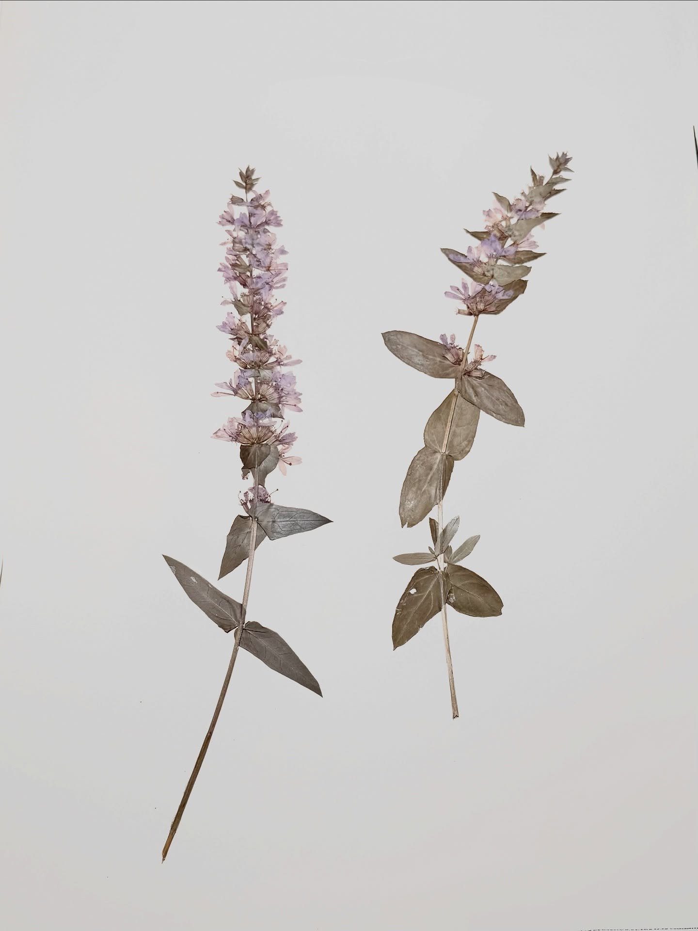 Heute stellen wir Dir den Blutweiderich (Lythrum salicaria) vor 🌿

Mit seinen leuchtend purpurrosa Bl&uuml;tenkerzen bringt er von Juli bis September Farbe und Lebendigkeit in den Garten. Er zieht zahlreiche Bienen, Hummeln und Schmetterlinge an und