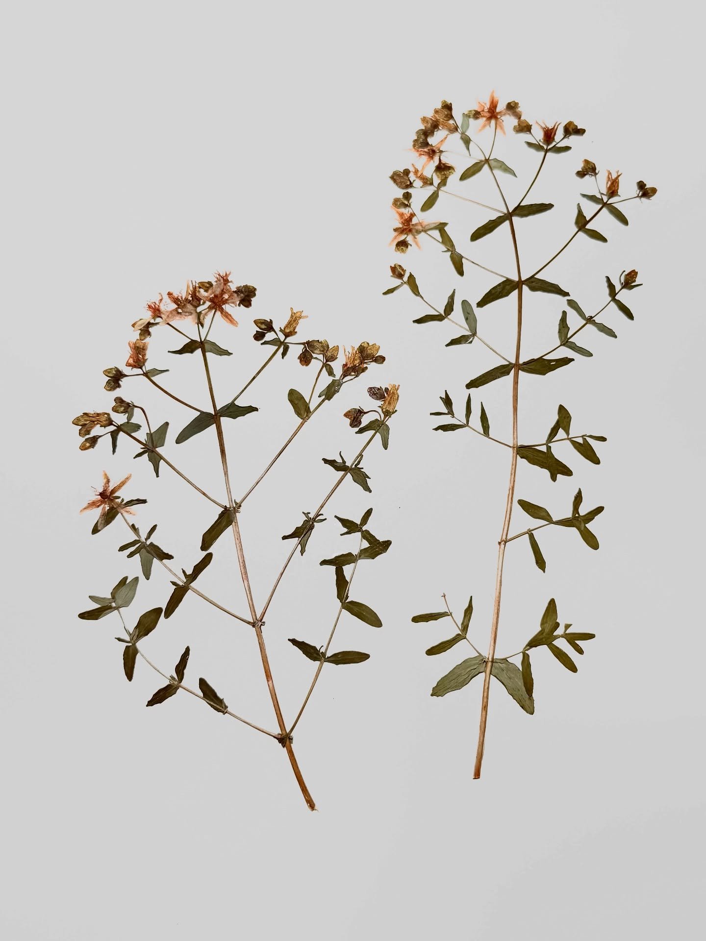 Mit unserem Format m&ouml;chten wir Dir nach und nach unsere Lieblinge unter den einheimischen Pflanzen vorstellen 🌿

Heute: Johanniskraut (Hypericum perforatum)

Seine goldgelben Bl&uuml;ten leuchten von Juni bis August wie kleine Sonnen im Garten.