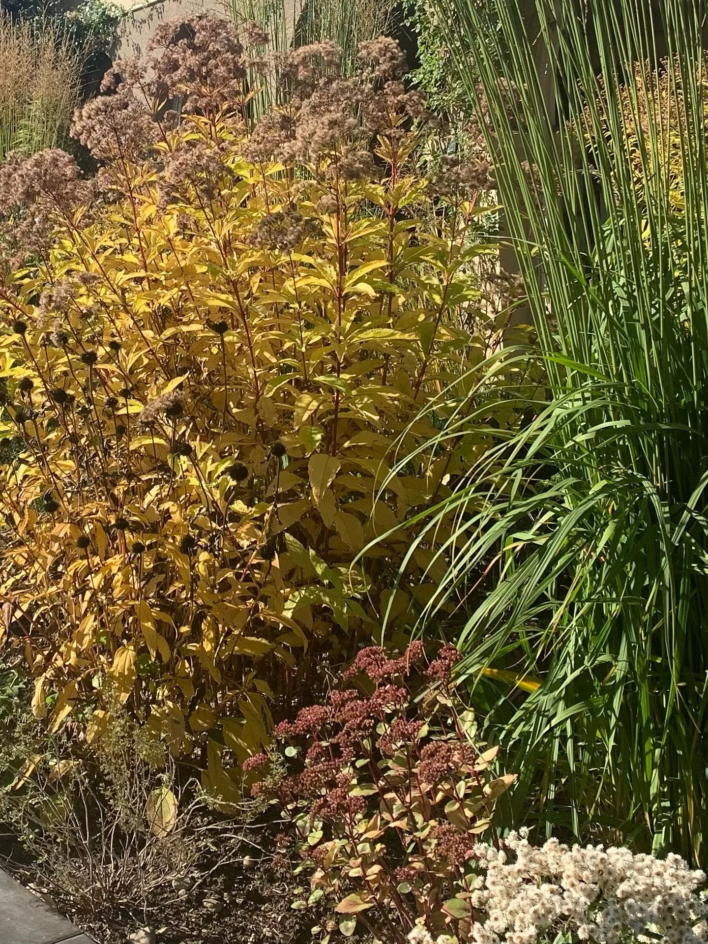 Im Herbst ver&auml;ndert sich der Garten &ndash;
Farben werden w&auml;rmer, Strukturen treten hervor.

Verbl&uuml;hte Stauden, trockene Samenst&auml;nde und Gr&auml;ser erz&auml;hlen jetzt ihre eigene, stille Geschichte.

Was im Sommer F&uuml;lle war