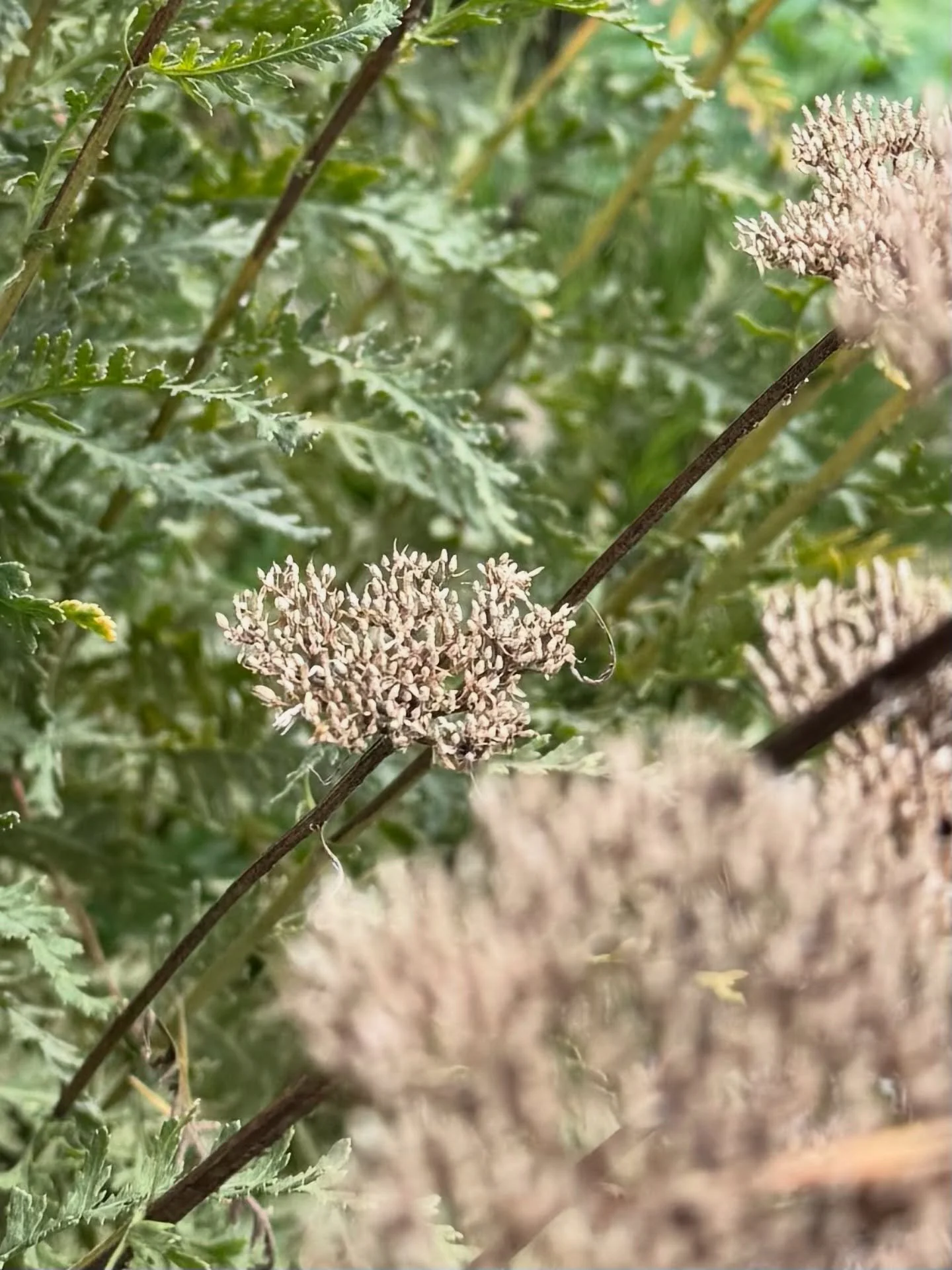 Verbl&uuml;hte Samenst&auml;nde wirken oft unscheinbar &ndash; und sind doch ein Kunstwerk der Natur.
Ihre feinen Strukturen zeichnen sich wie kleine Skulpturen in die kalte Jahreszeit, bringen Tiefe, Rhythmus und Bewegung in den Garten.

Wir lassen 