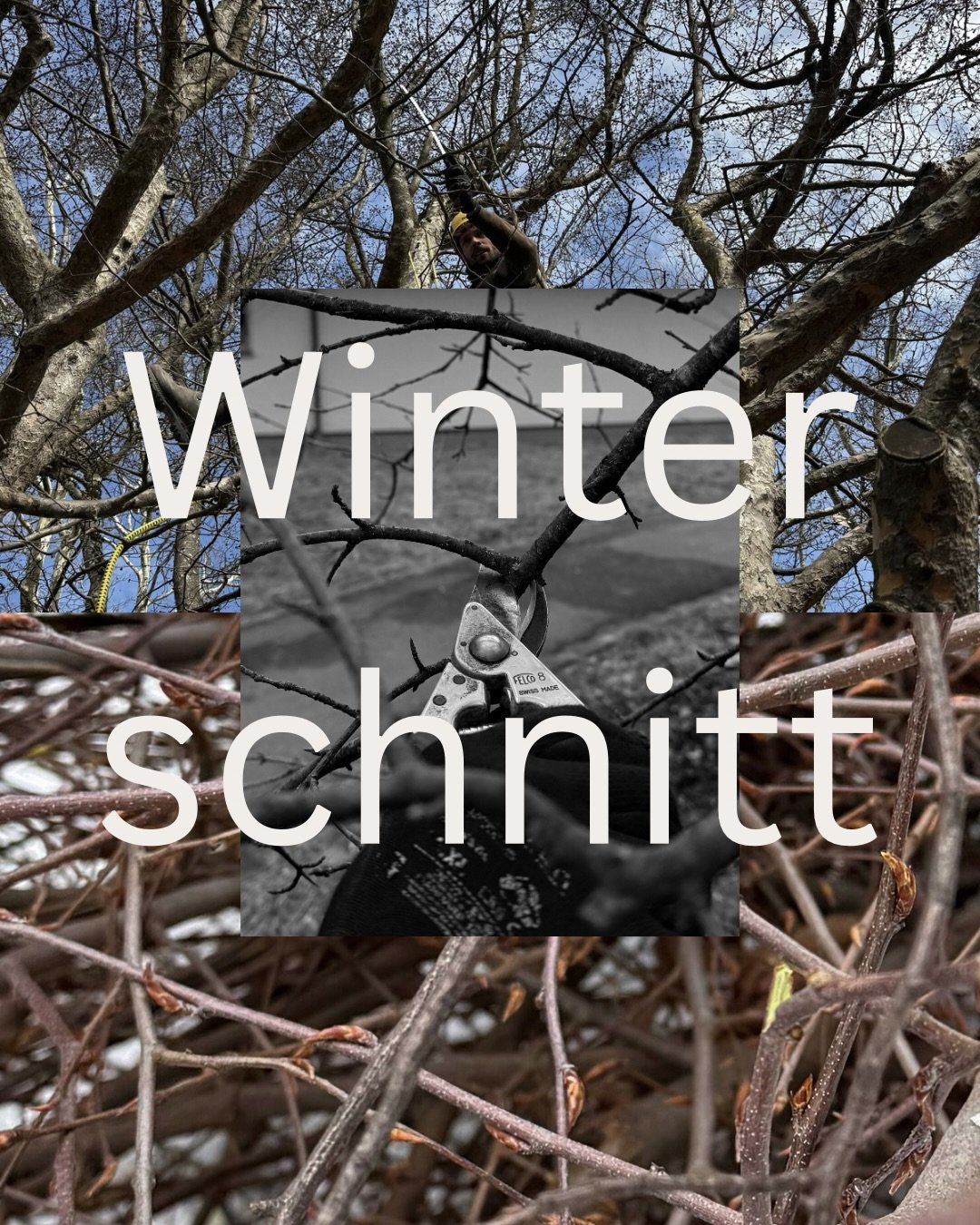 Winterschnitt
Pflanzen ganzheitlich verstehen.
Wachstum gezielt begleiten.

Was bewirkt der Winterschnitt &ndash; und warum im Winter?
In der Ruhephase sind die Energiereserven der Pflanze
vor allem in Wurzeln, Stamm und mehrj&auml;hrigem Holz gespei