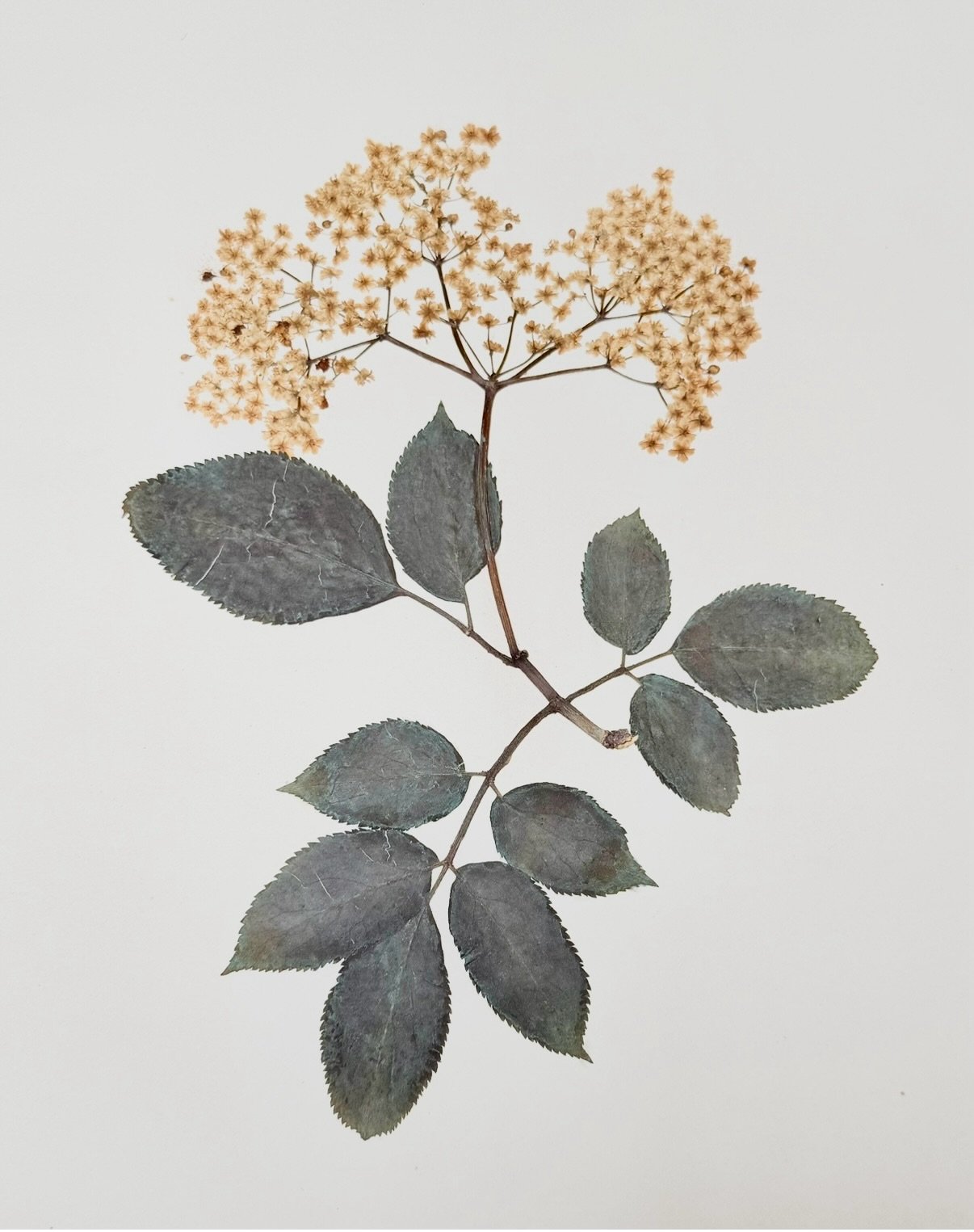 Gesammelt, getrocknet, festgehalten.

Mit diesem Format m&ouml;chten wir Dir unsere Lieblinge unter den einheimischen Pflanzen n&auml;herbringen &ndash; Pflanzen mit hohem &ouml;kologischem Wert 🌱

Heute: Schwarzer Holunder (Sambucus nigra)

Der Sch