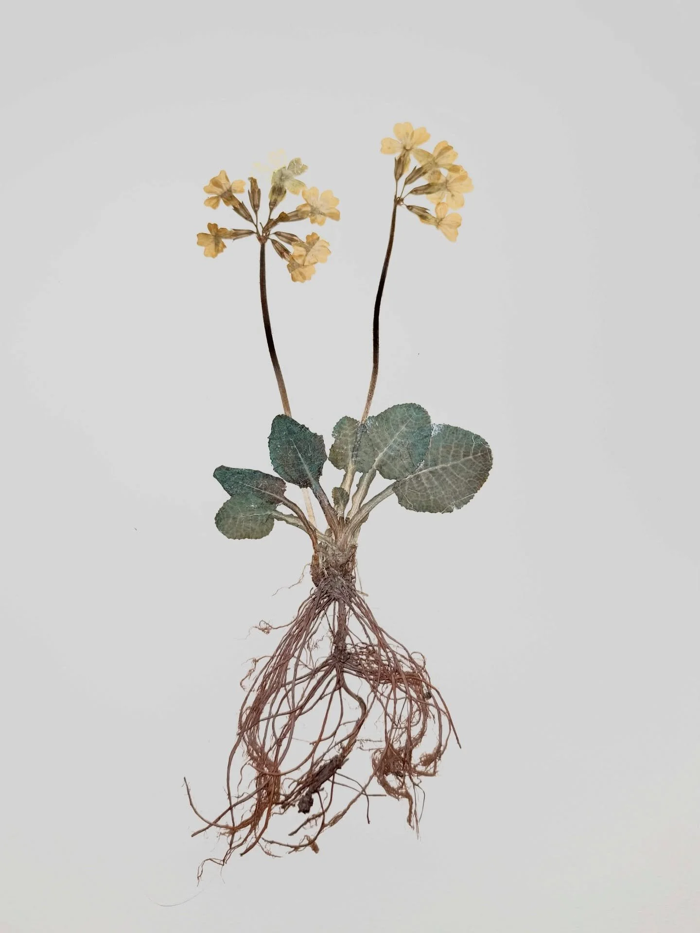 Gesammelt, getrocknet, festgehalten.

Mit diesem Format m&ouml;chten wir Dir nach und nach
unsere Lieblinge unter den einheimischen Pflanzen vorstellen 🌿

Heute: die Wiesen Schl&uuml;sselblume (Primula veris)

Noch ruht vieles im Garten.
Der Boden i