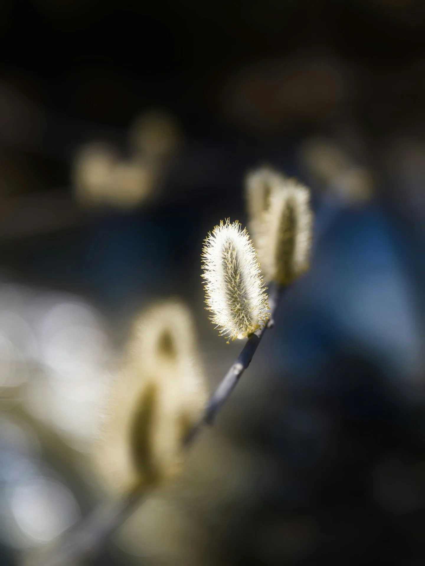 Der Anfang liegt im Detail

Weidenk&auml;tzchen geh&ouml;ren zu den wichtigsten fr&uuml;hen Nahrungsquellen im Garten. Sie liefern bereits im Sp&auml;twinter Pollen und Nektar und sind damit zentral f&uuml;r Hummelk&ouml;niginnen und fr&uuml;he Wildb