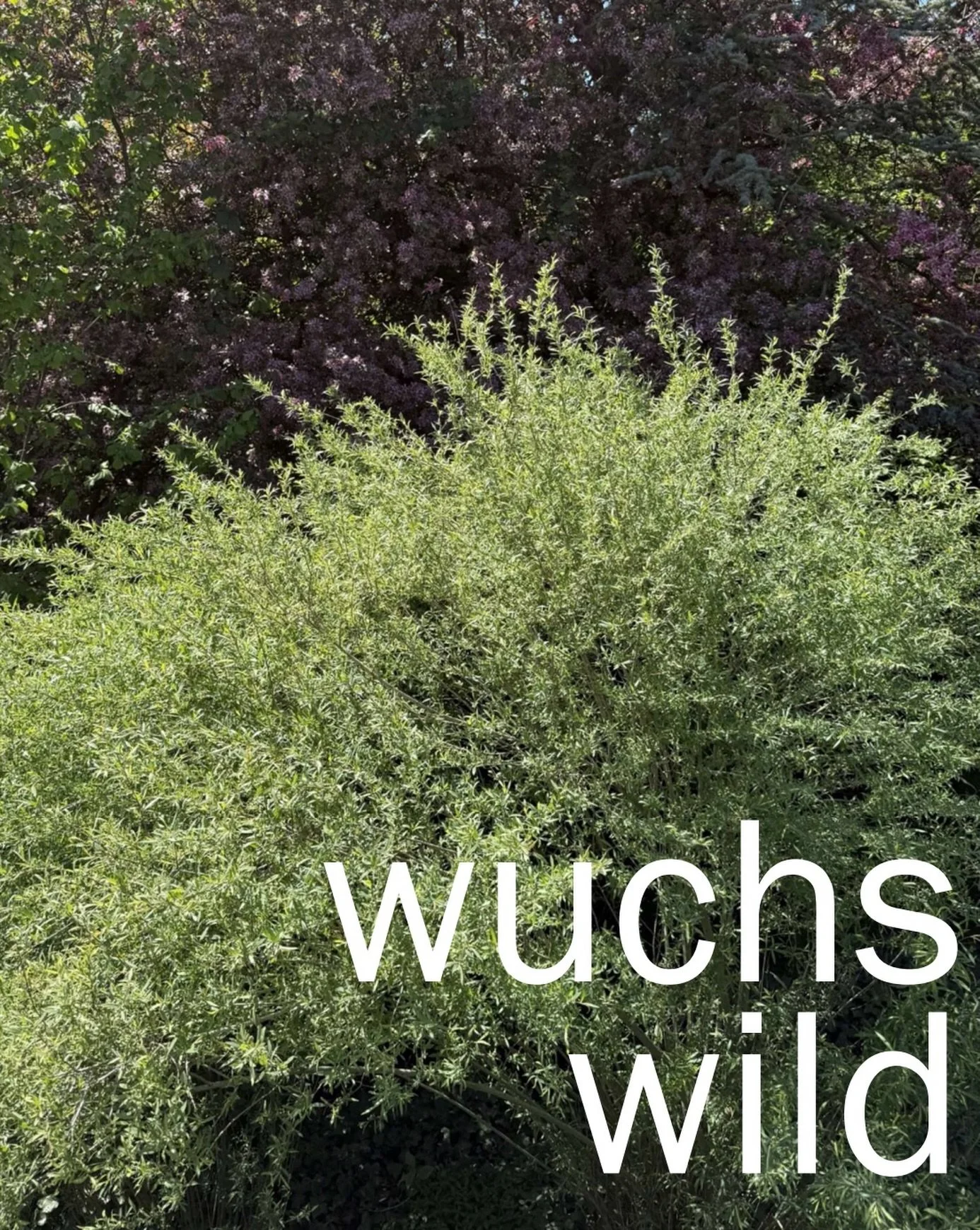 WUCHSWILD 

nicht geschniegelt, 
sondern gewachsen. 

#naturgarten
