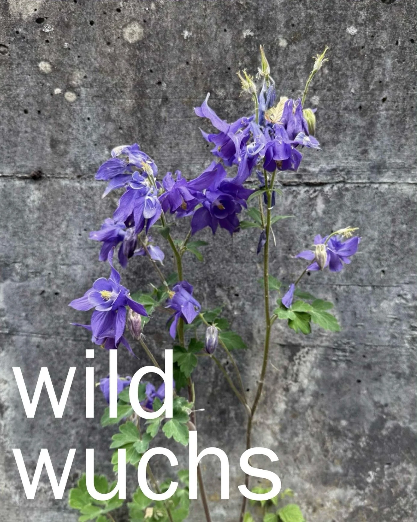 WILDWUCHS

pure lebenskraft,
zwischen asphalt und beton