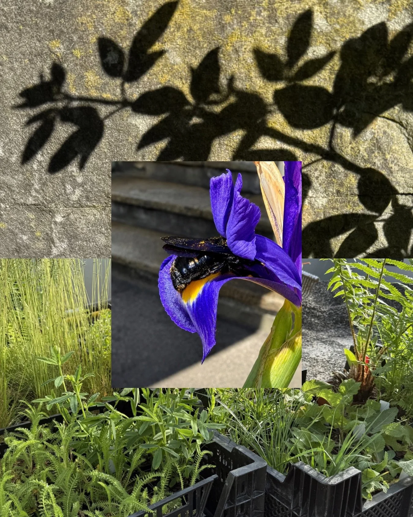 Natur zieht ein. 

#naturgarten #biodiversit&auml;t
