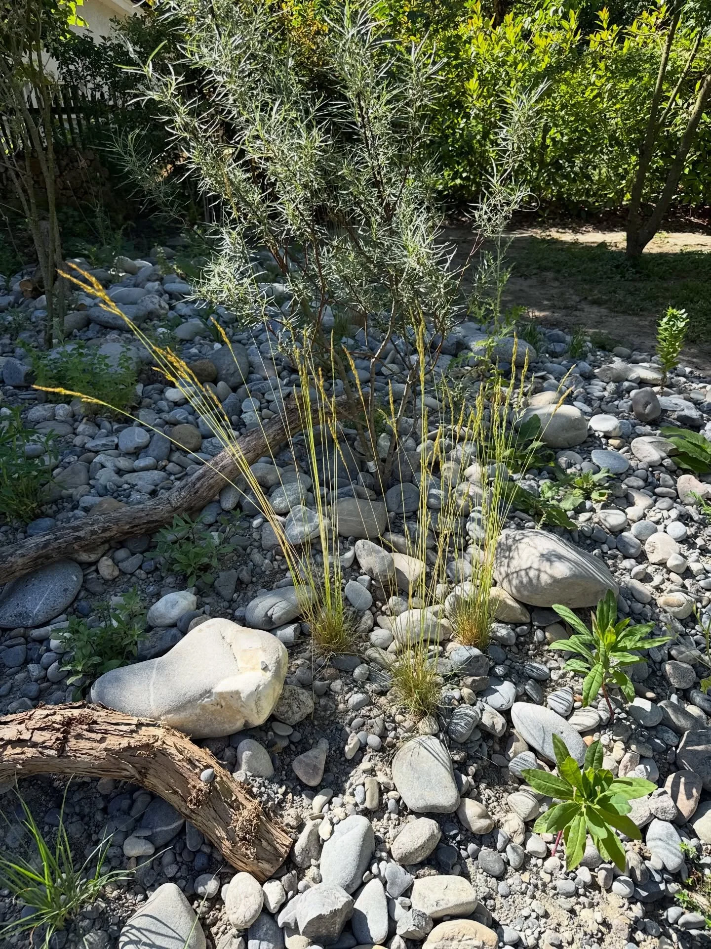 Mitten im Herzen der L&auml;nggasse ist in den vergangenen Wochen ein neues Trockenbiotop entstanden.

Die ersten Sonnenstrahlen treffen auf Stein, Kies, Totholz und Wildstauden. Noch wirkt alles ruhig und zur&uuml;ckhaltend, doch genau hier entsteht