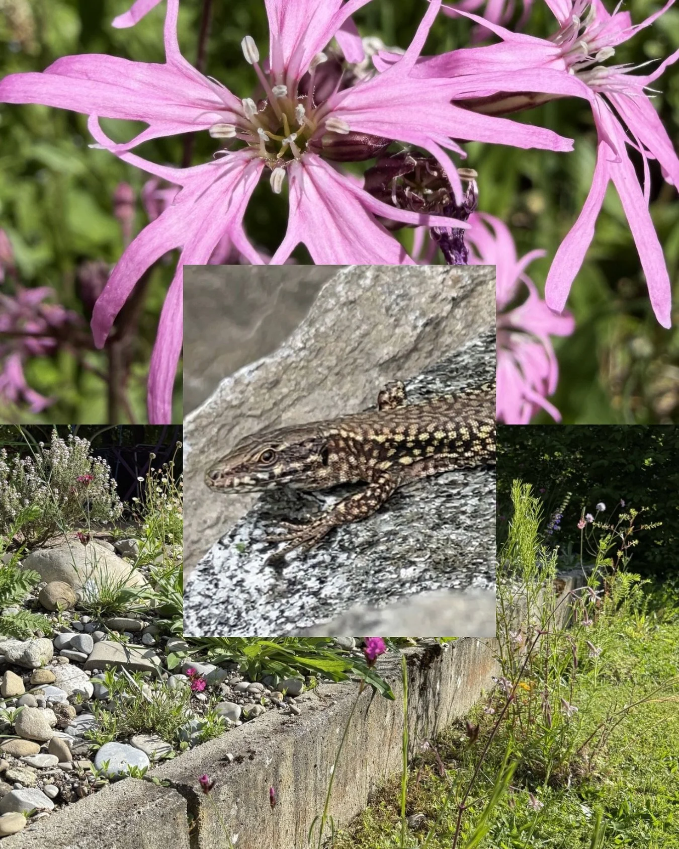 Kleine Struktur. Grosse Wirkung.

Aus einem ehemaligen n&auml;hrstoffreichen Staudenbeet entstand eine Ruderalfl&auml;che mit Wildblumeninseln entlang der Mauer. Die neu geschaffenen Kleinstrukturen wirken als &ouml;kologische Trittsteine zwischen be