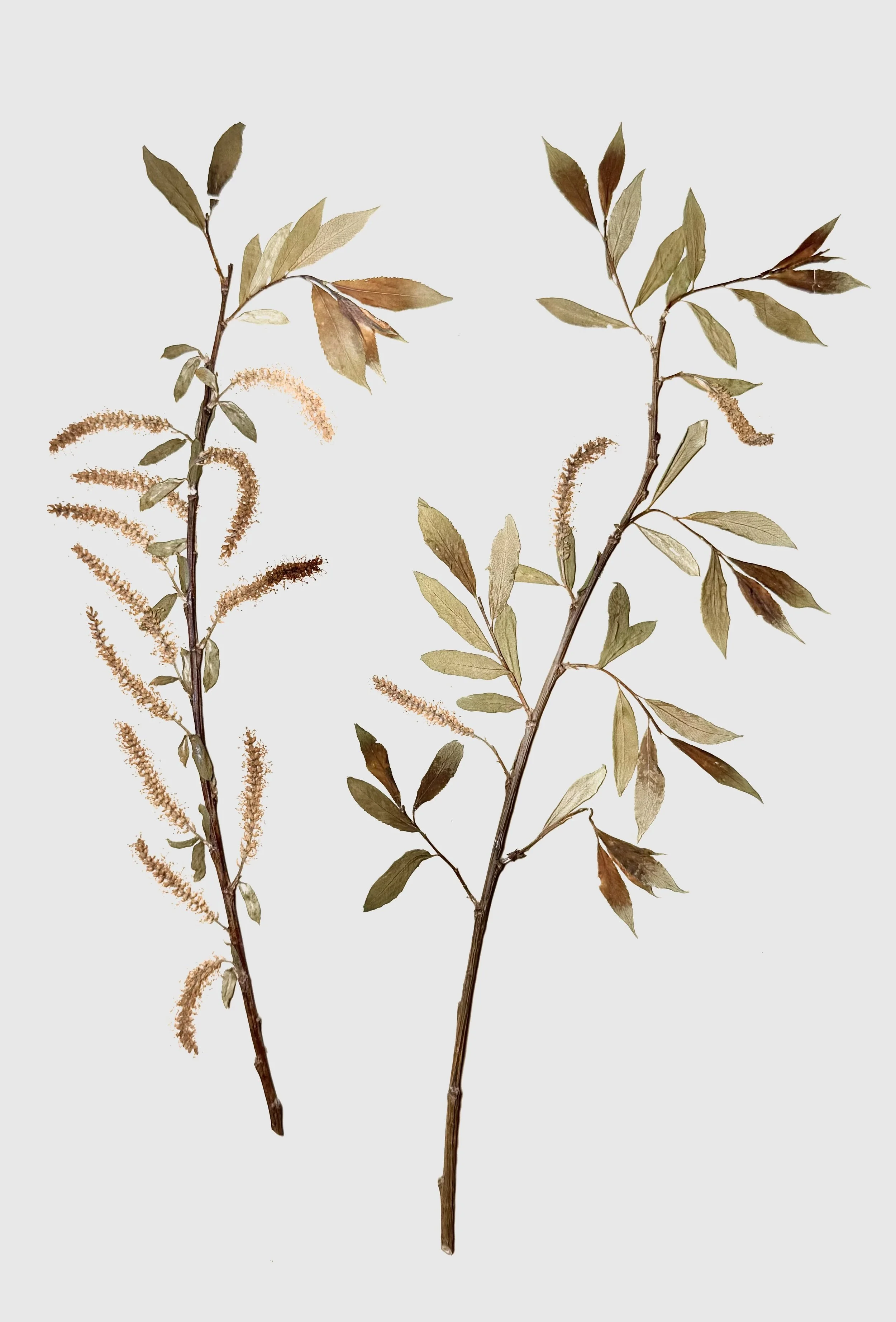 Botanische Fotografie Wildstrauch Wildpflanze Salix - Weide