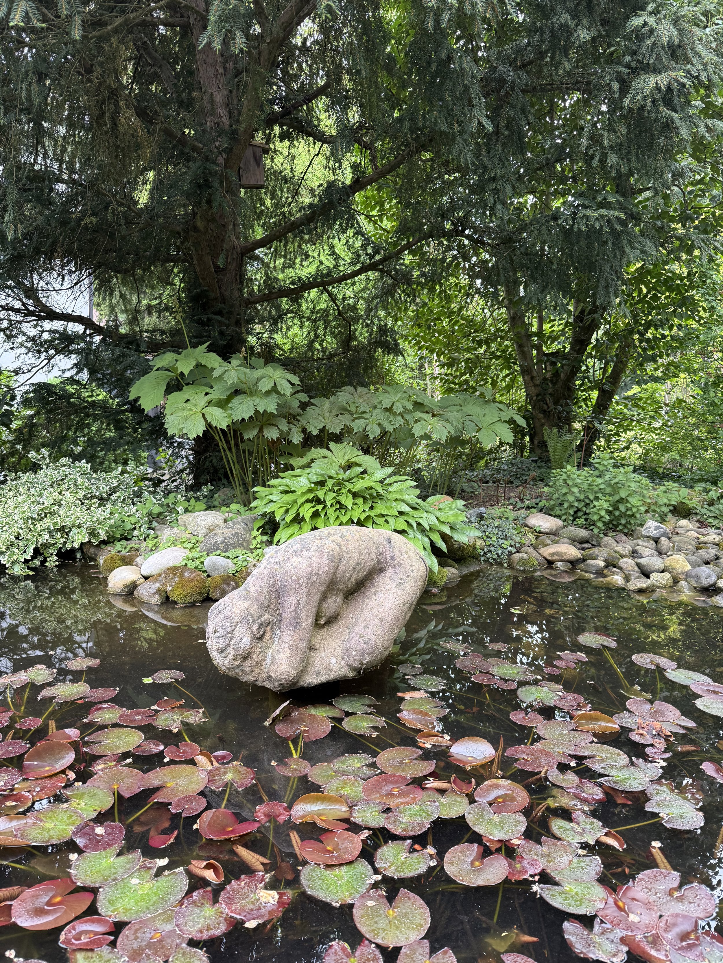 Ein Garten mit einem Teich, umgeben von großen grünen Blättern, und mehreren Steinen im Wasser. Im Hintergrund stehen Bäume mit dichten Blättern.