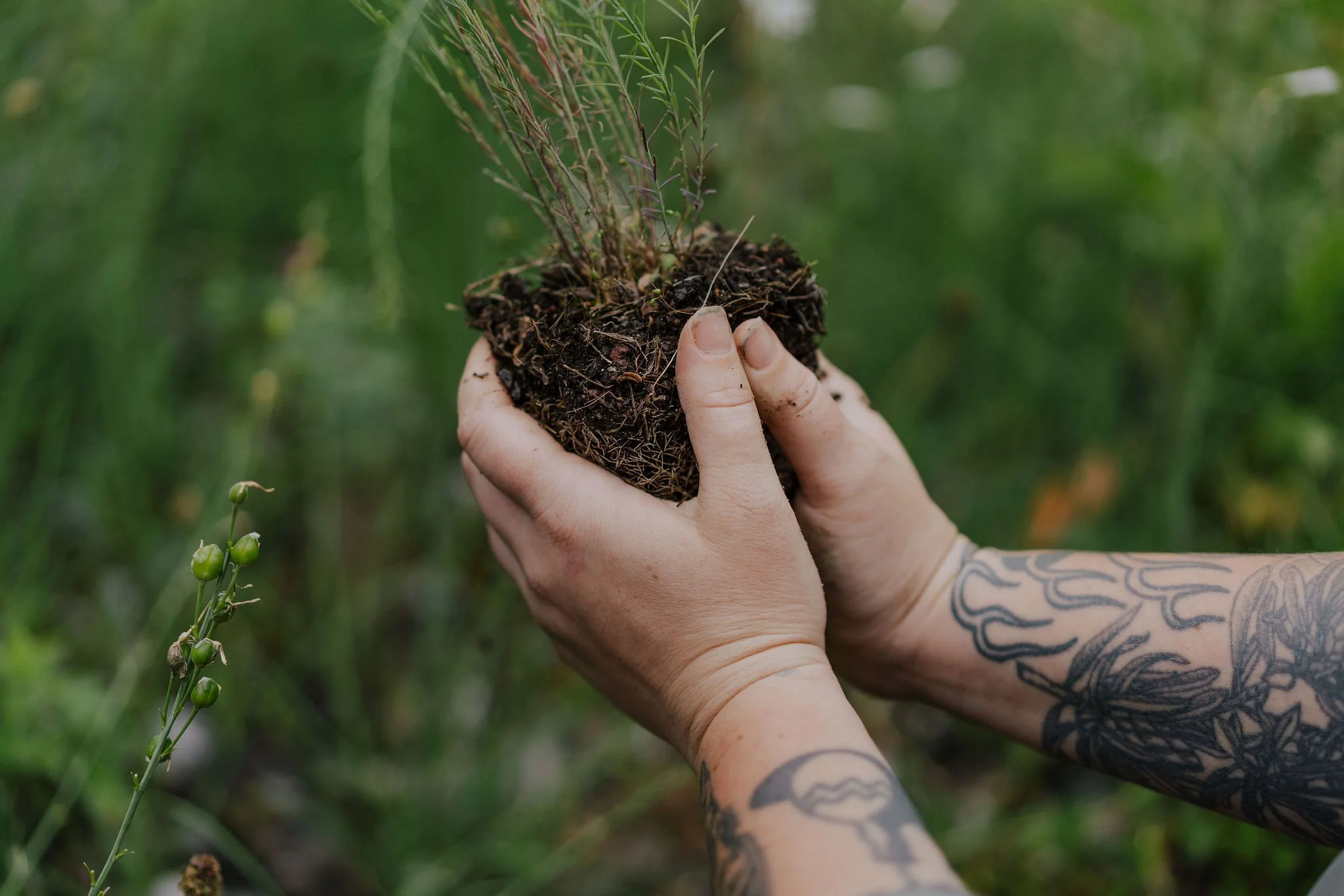 Naturnahe Gartengestaltung - Bepflanzung mit einheimischen Wildpflanzen zur förderung der Biodiversität im Garten