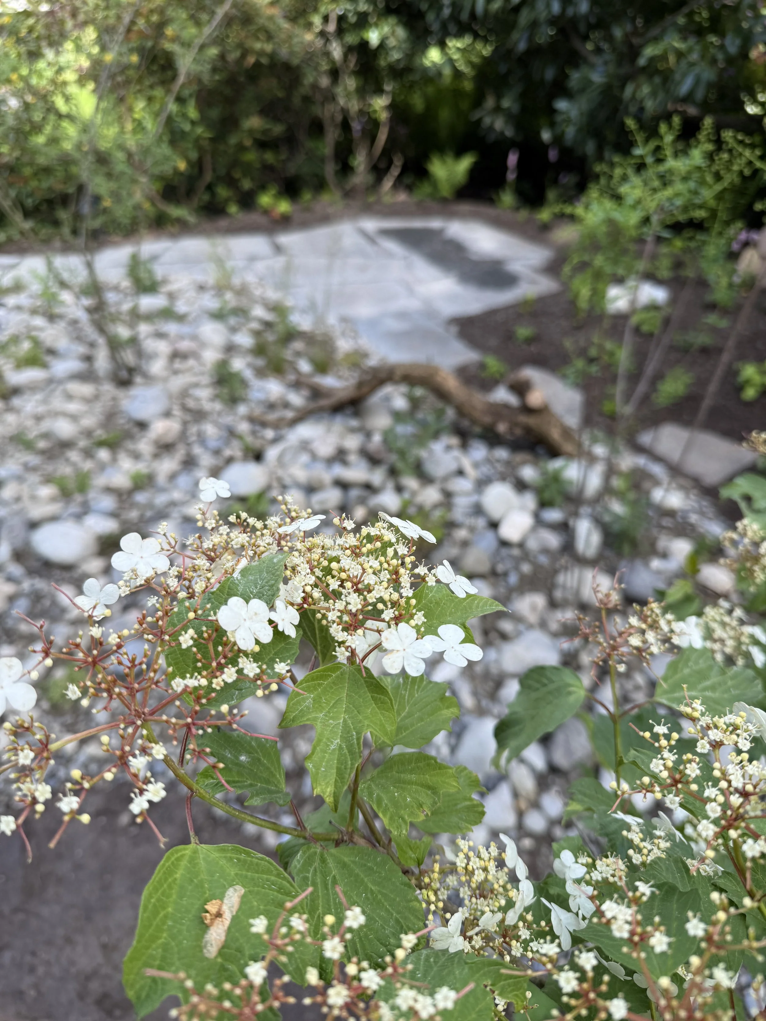 Weisse Blüten vom Gemeiner Schneeball im Hintergrund ein Trockenbiotop aus Naturstein und Wildpflanzen