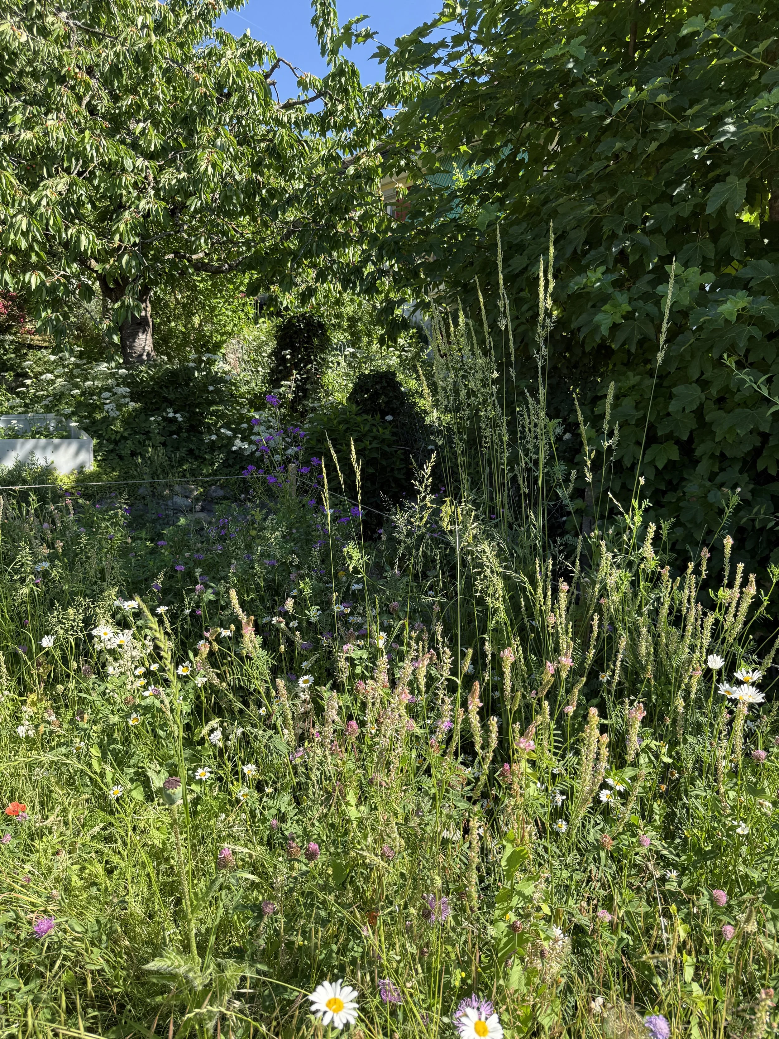 Eine Wildblumenwiese mit blühenden weißen, lila und roten Wildlumen bei sonnigem Himmel.