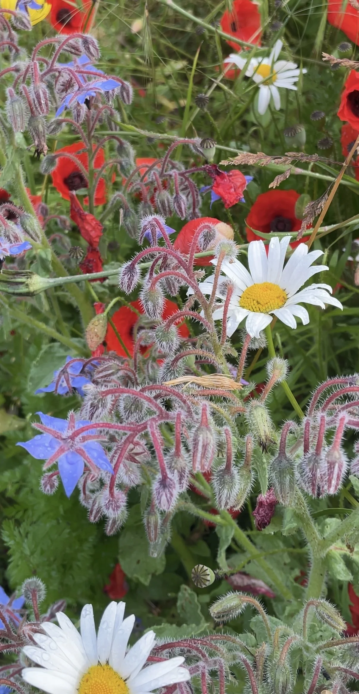 Farbenpracht - Wildblumenwiese im Frühsommer in Bern