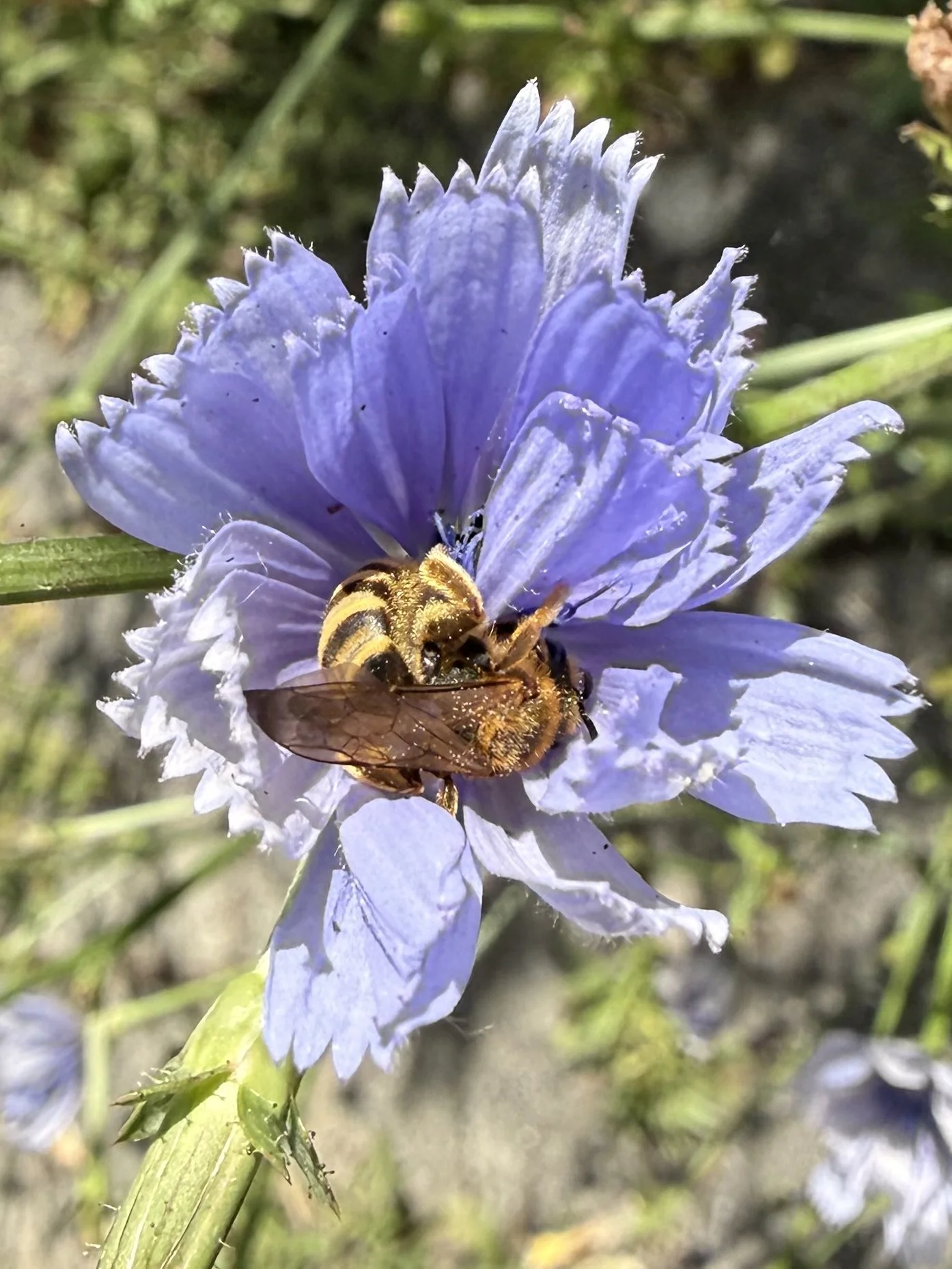 Eine Wildbiene sammelt Nektar in einer Wegwarte Blüte