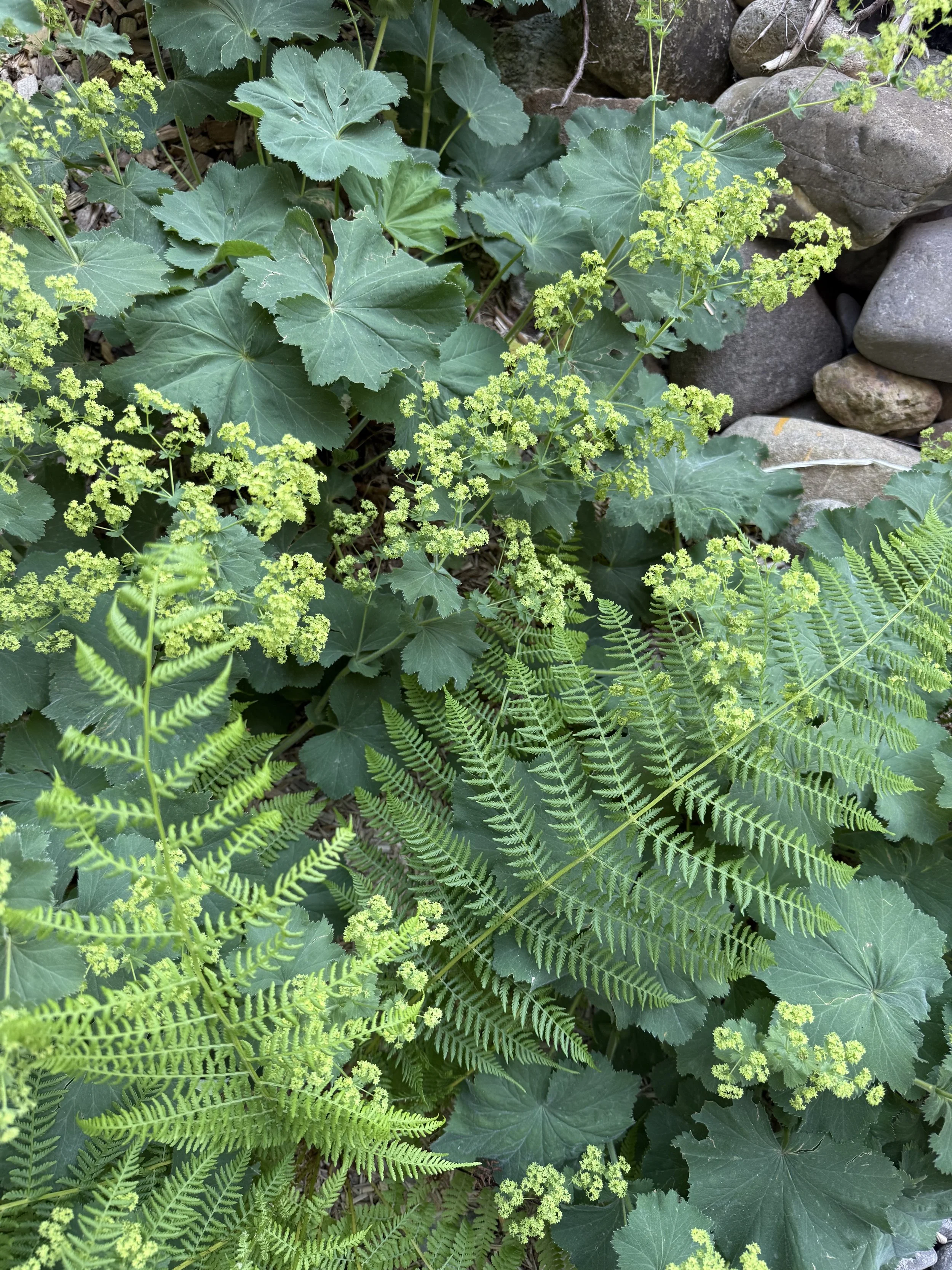 Grüne Pflanzen mit großen, gezackten Blättern und kleine gelbe Blüten, umgeben von Steinen.