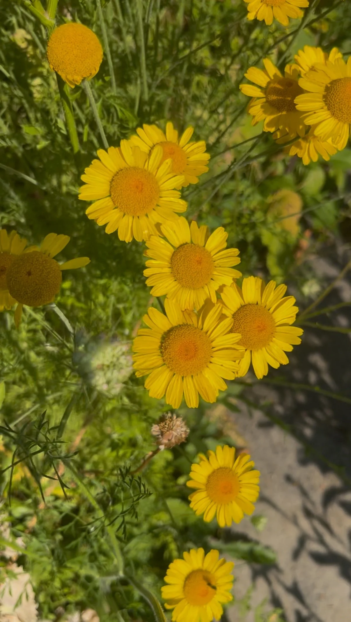 Blumenwiese und Biodiversität im Garten