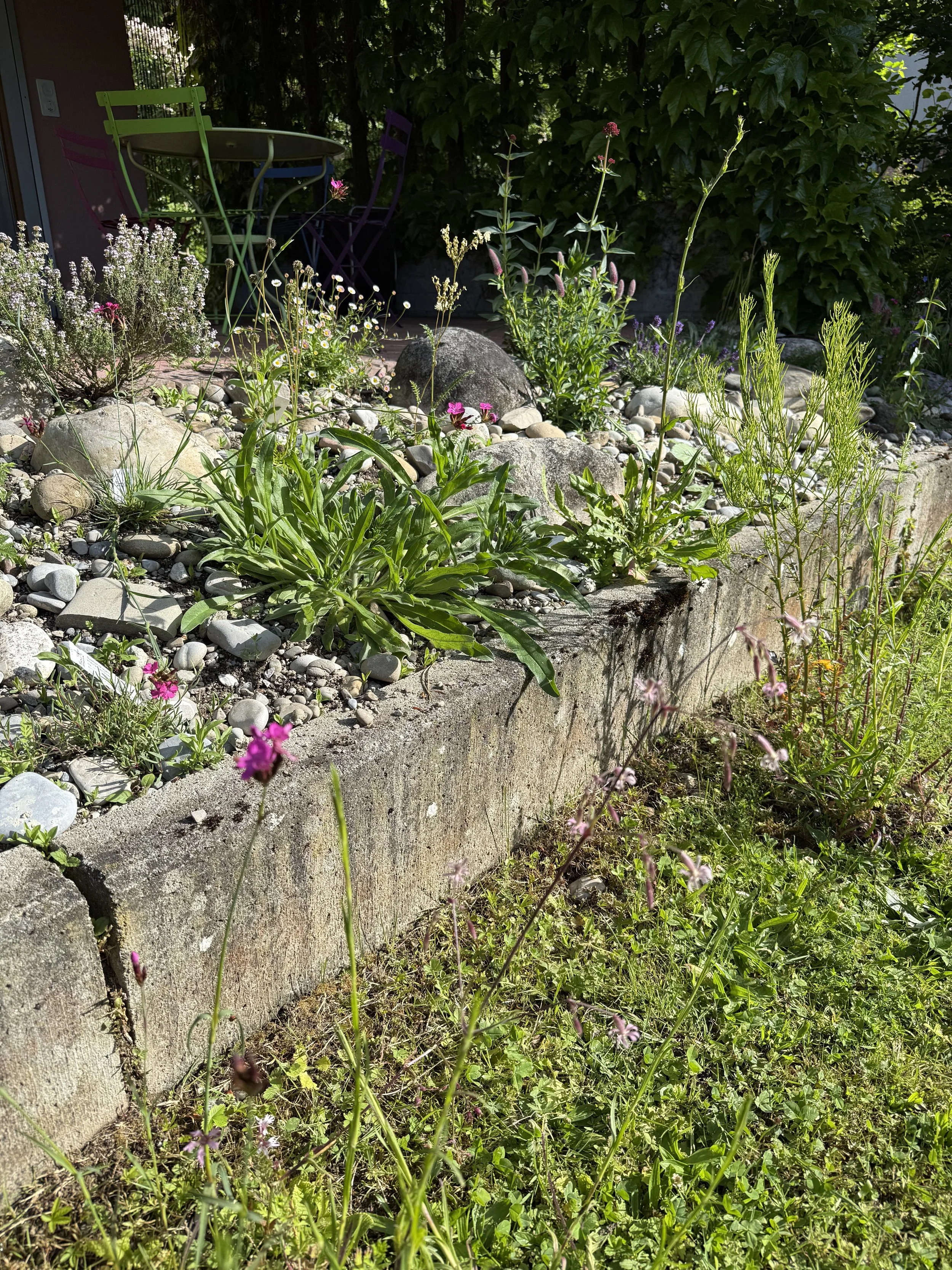 Ein Naturgarten mit bunten Wildpflanzen, Steinen und einem kleinen Sitzbereich im Hintergrund.