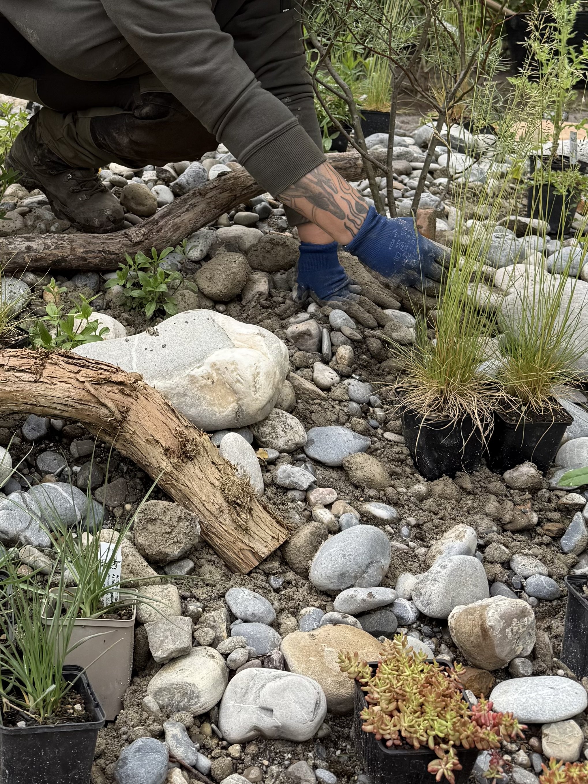 Erstellung und bepflanzung eines naturnahen Trockenstandorts mit Wildspflanzen, Natursteinen und strukturreichen, biodiversitätsfördernden Lebensräumen