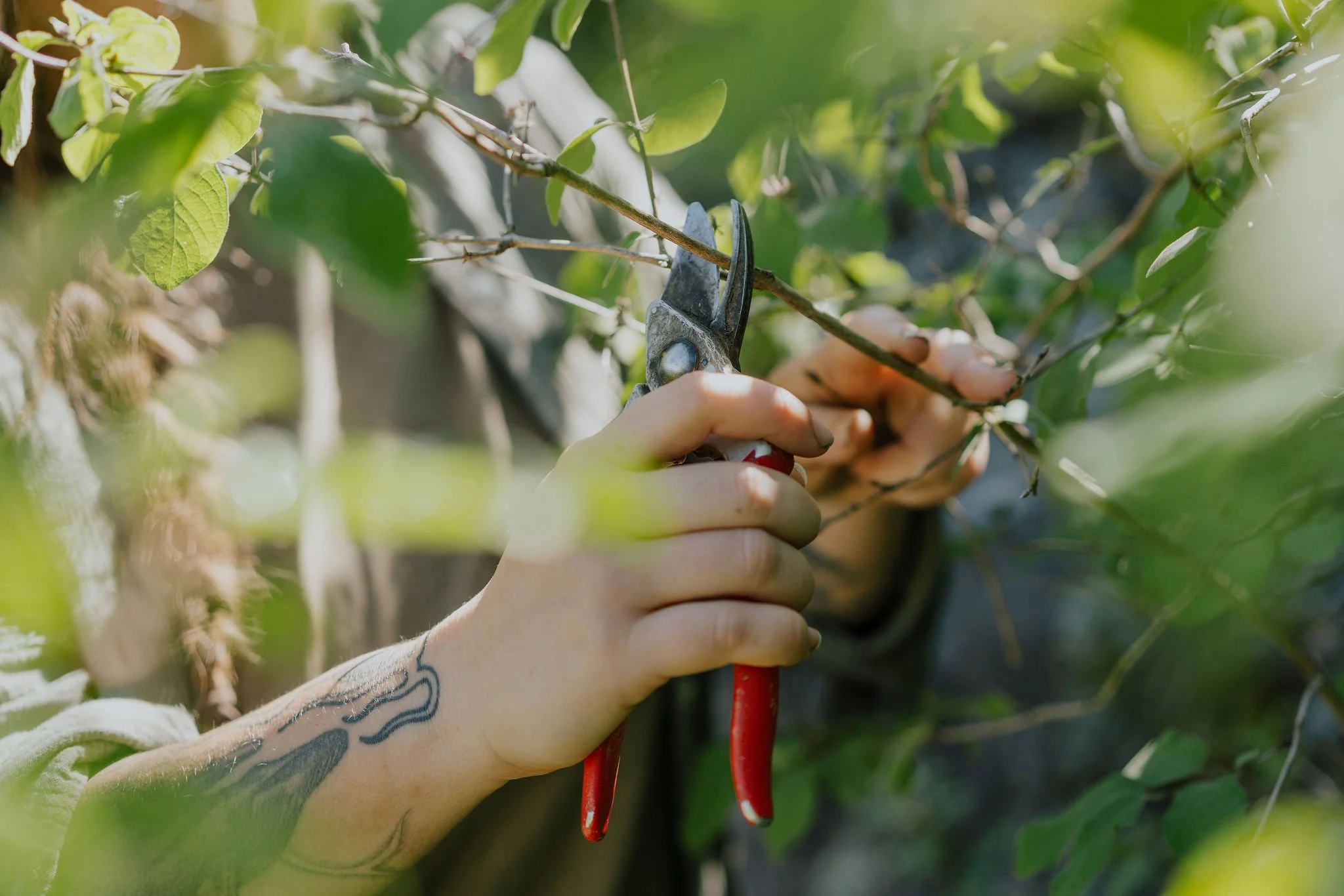 Selektiver Rückschnitt eines Gehölzes mit der Handschere im Rahmen einer naturnahen und fachgerechten Gartenpflege.
