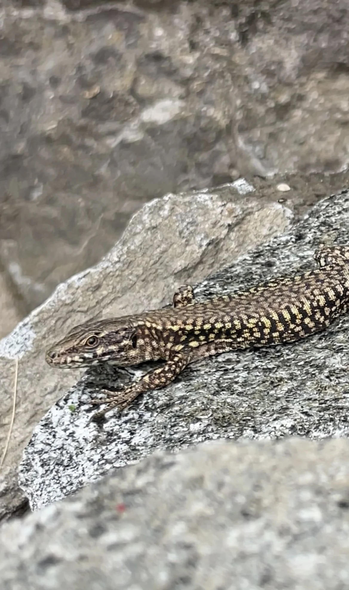 Steinhaufen als Rückzugsort - Eidechsen im Naturgarten