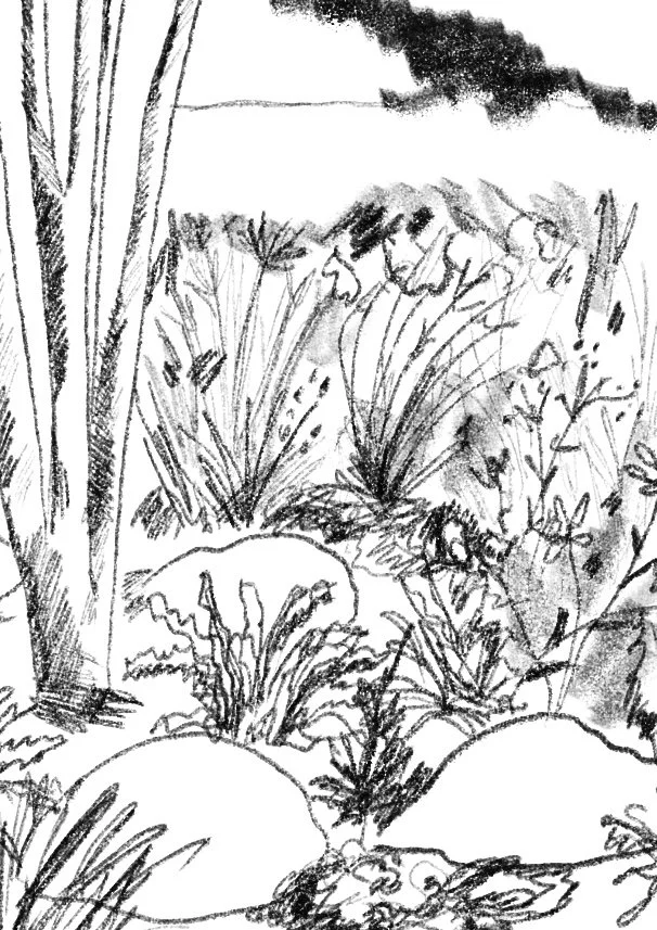 Skizze eines Naturgartens mit Wildpflanzen, Steinen, Gräsern und Sträuchern