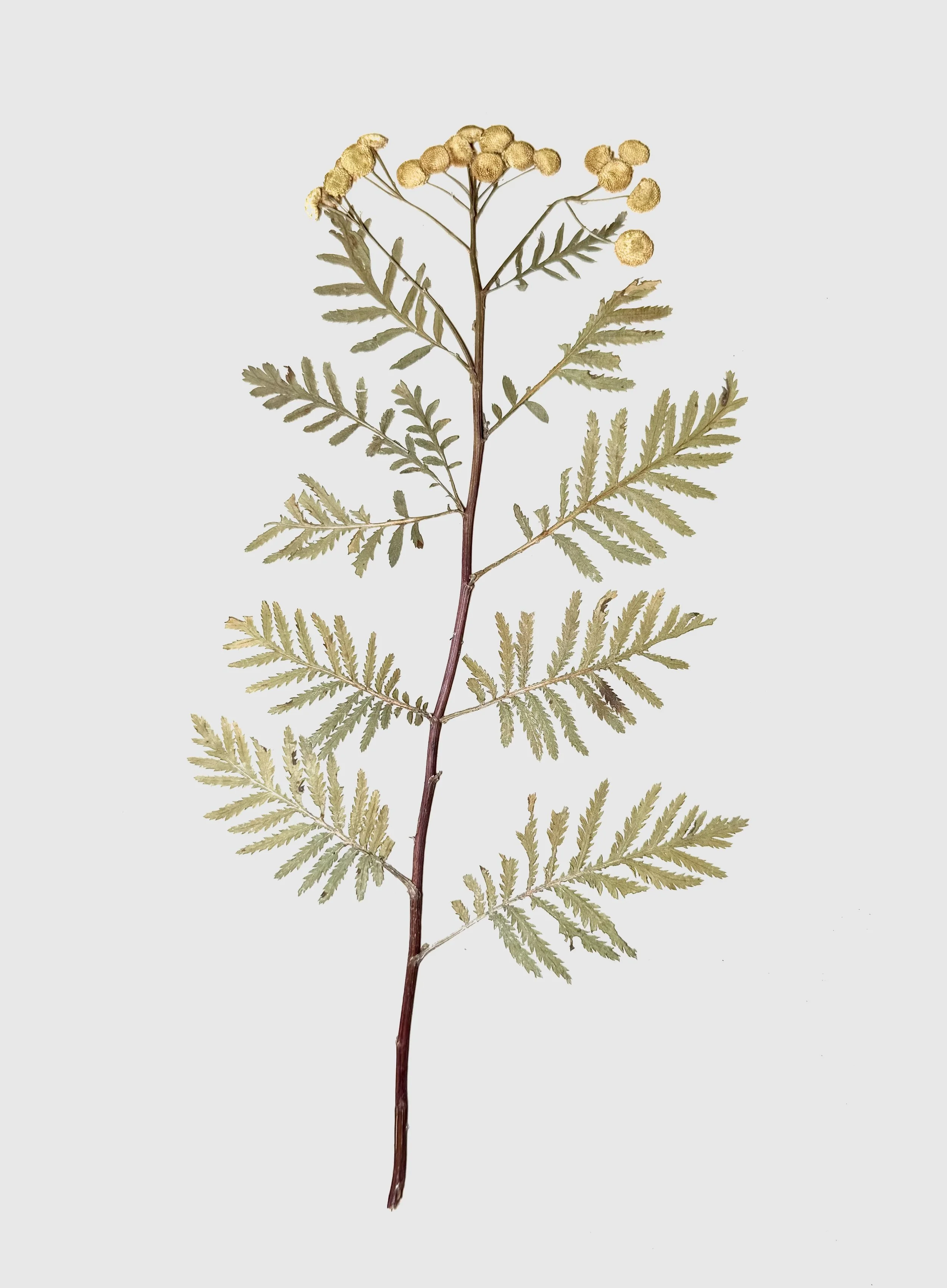 Botanische Fotografie Einheimische Wildpflanze Rainfarn Tanacetum vulgare