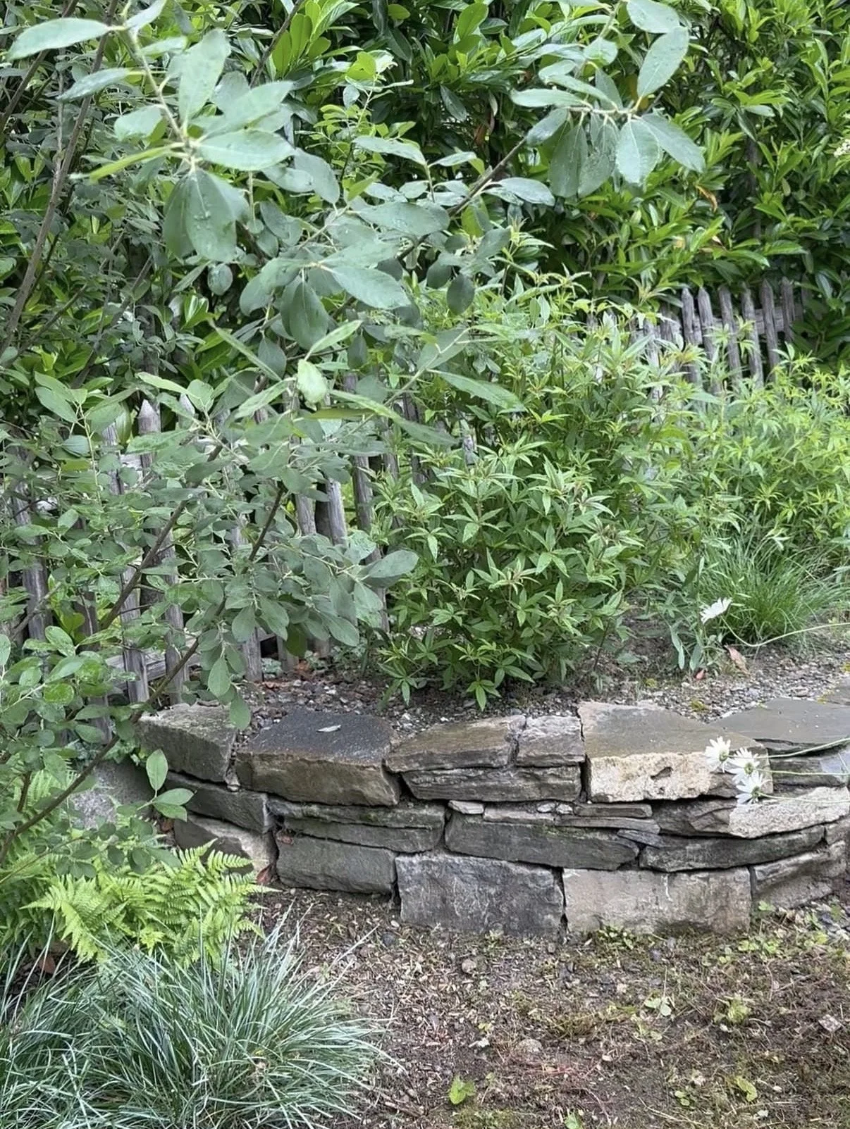 Eine Trockensteinmauer in einem Naturgarten in Bern, überhalb der Trockensteinmauer wachsen Mönchspfeffer und Weide