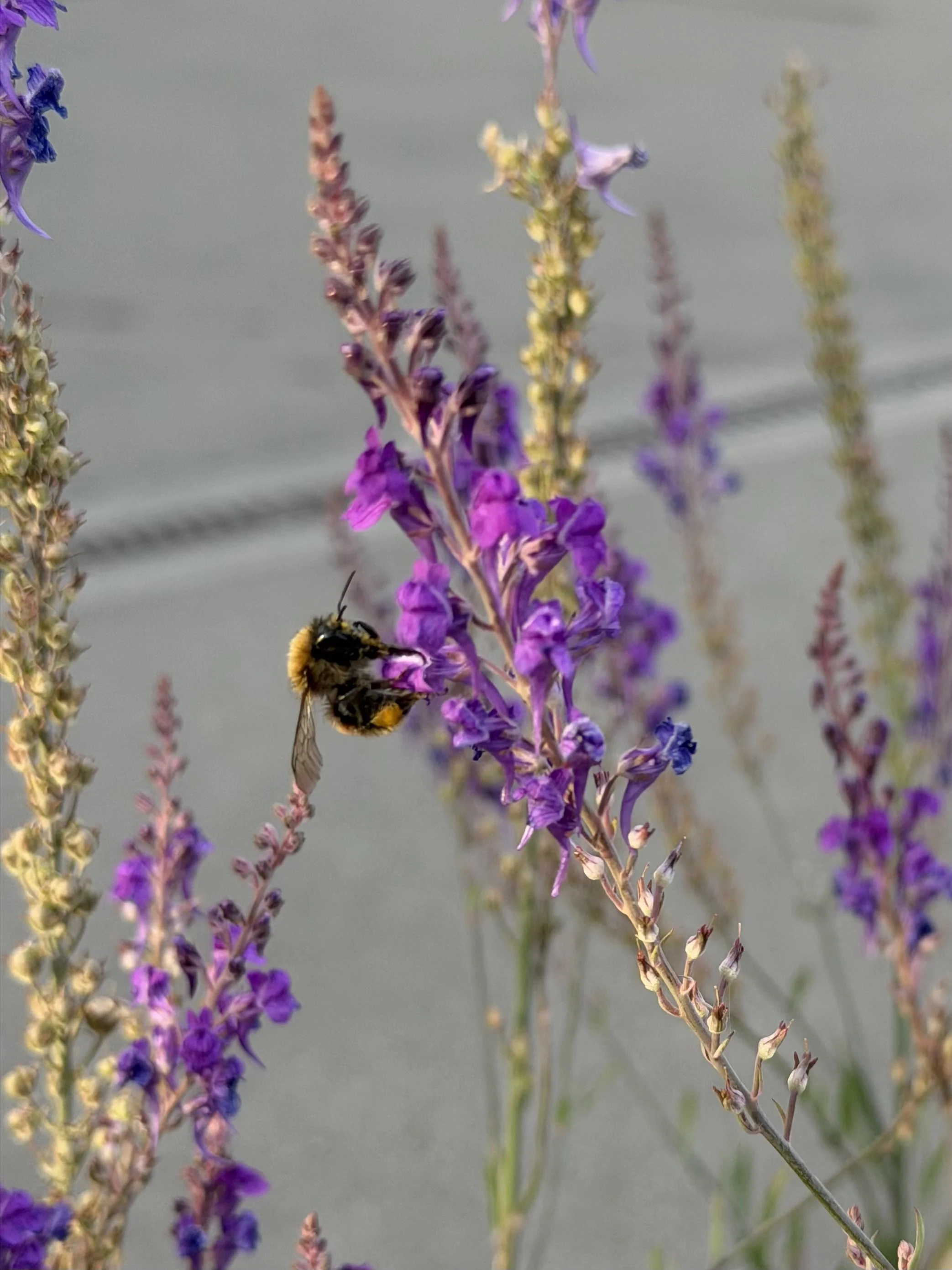 Wildbiene auf Purpur-Leinkraut (Linaria purpurea) – wichtige Nektarquelle für Wildbienen und andere Bestäuber in naturnahen Gärten, biodiversitätsfördernden Pflanzungen und im Siedlungsraum.