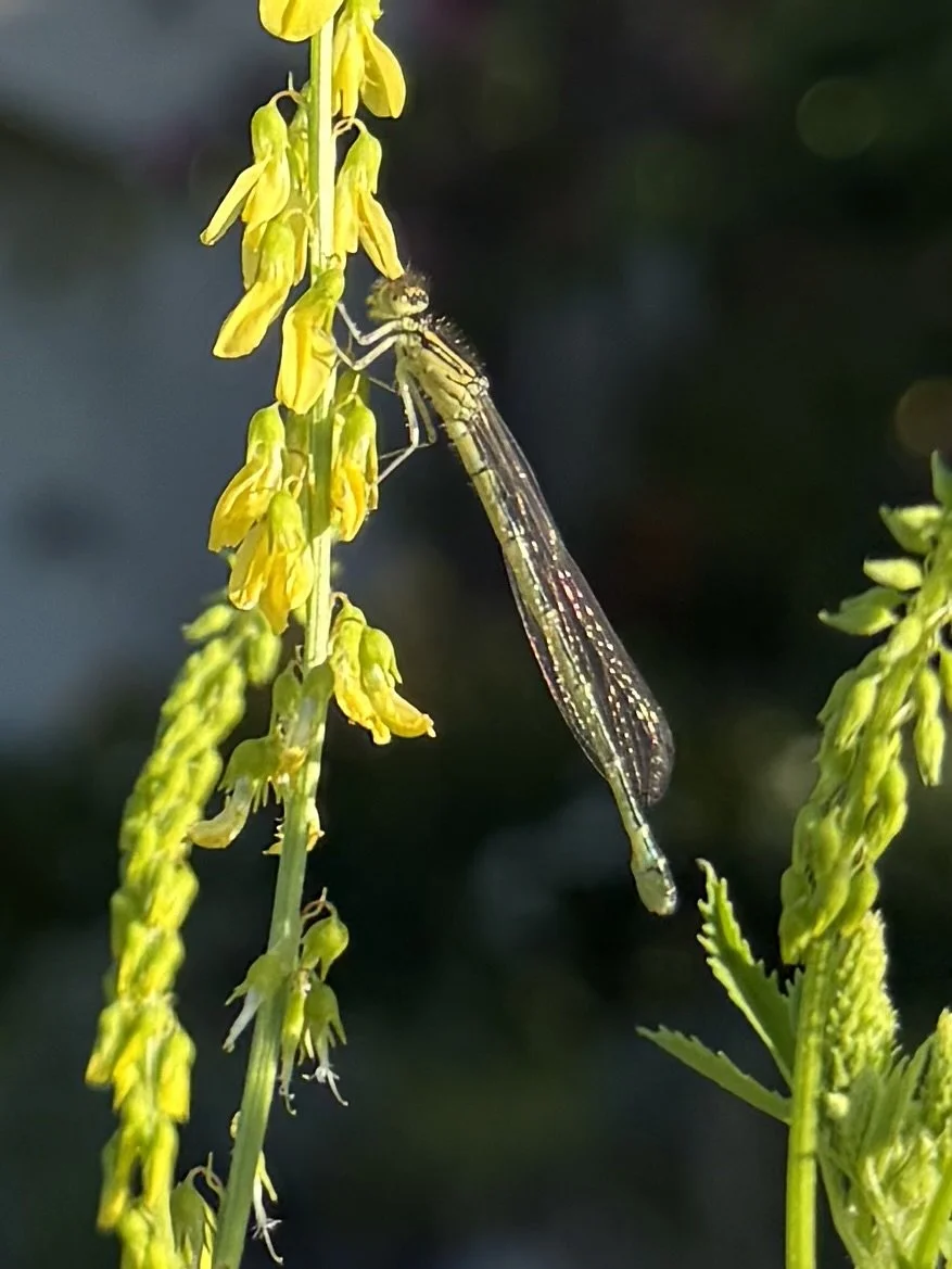 Artenvielfalt im Naturgarten mit Libelle auf blühender Wildpflanze