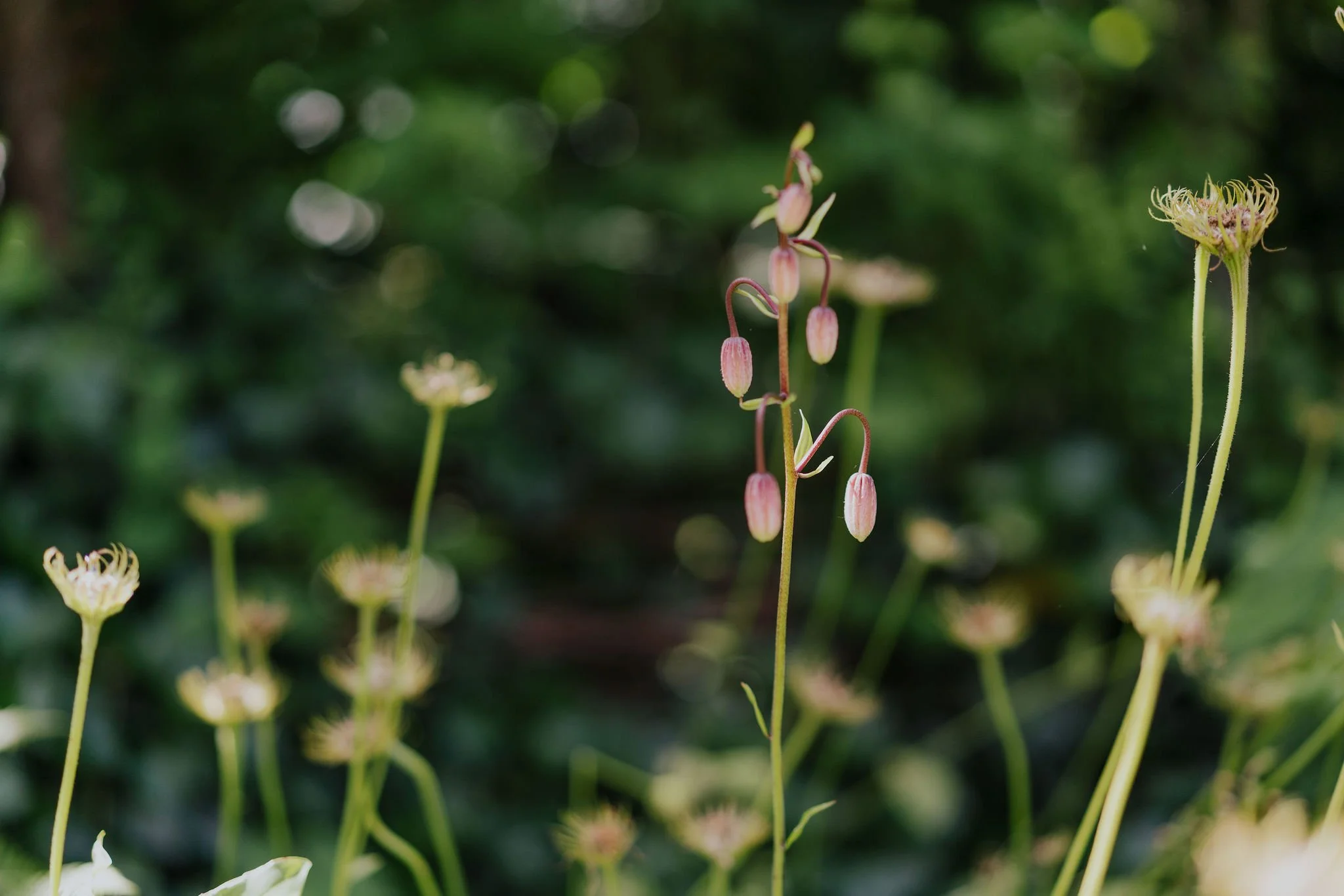 Nahaufnahme einer Pflanzenart mit pinkfarbigen, hängenden Blüten und einer größeren, gelb-grünen Blüte im Hintergrund, alles vor einem grünen, unscharfen Blätterhintergrund.
