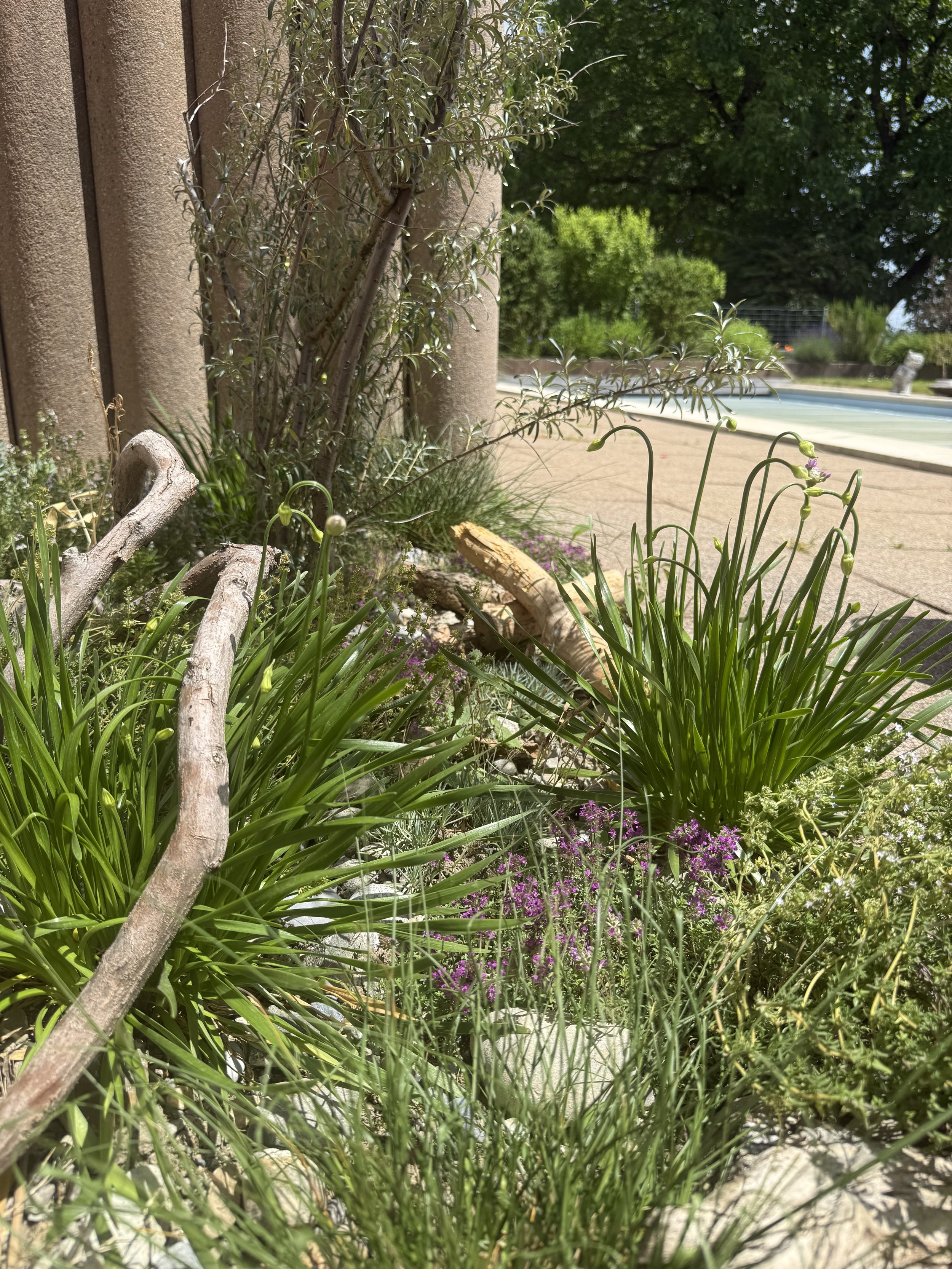 Blick auf einen Garten mit verschiedenen Pflanzen, Sträuchern und Blumen, im Hintergrund ein Pool und Bäume, Sonne scheint.