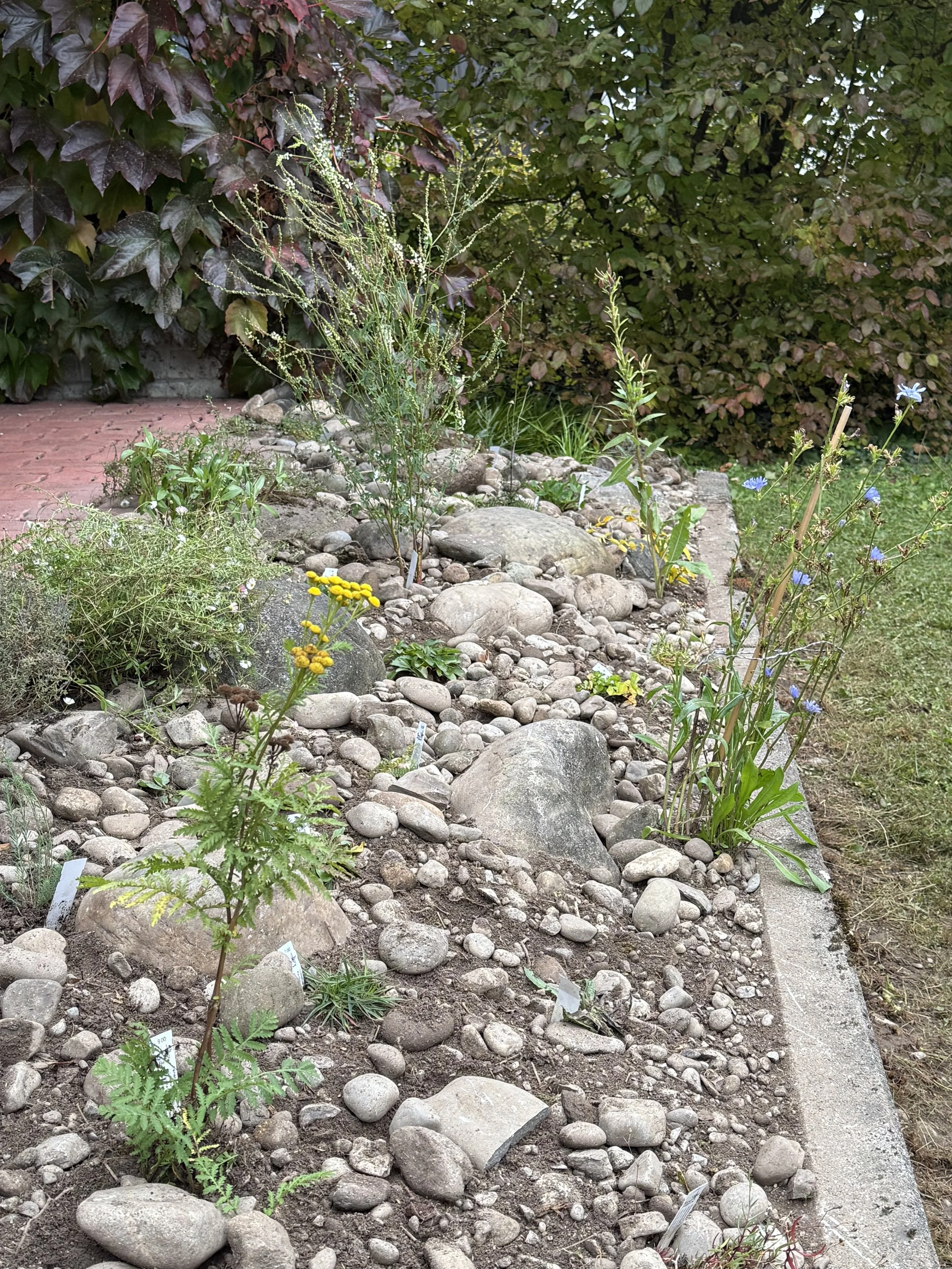 Naturgarten_Steingarten_Wildstauden.jpg