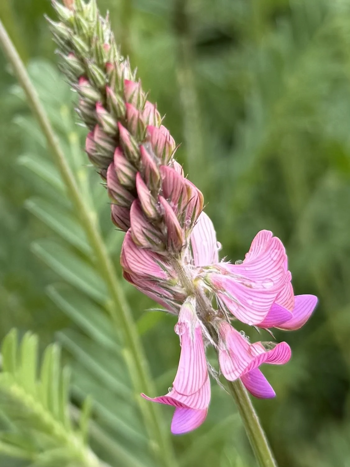 Esparsetten Blüte in einer Wildblumenwiese