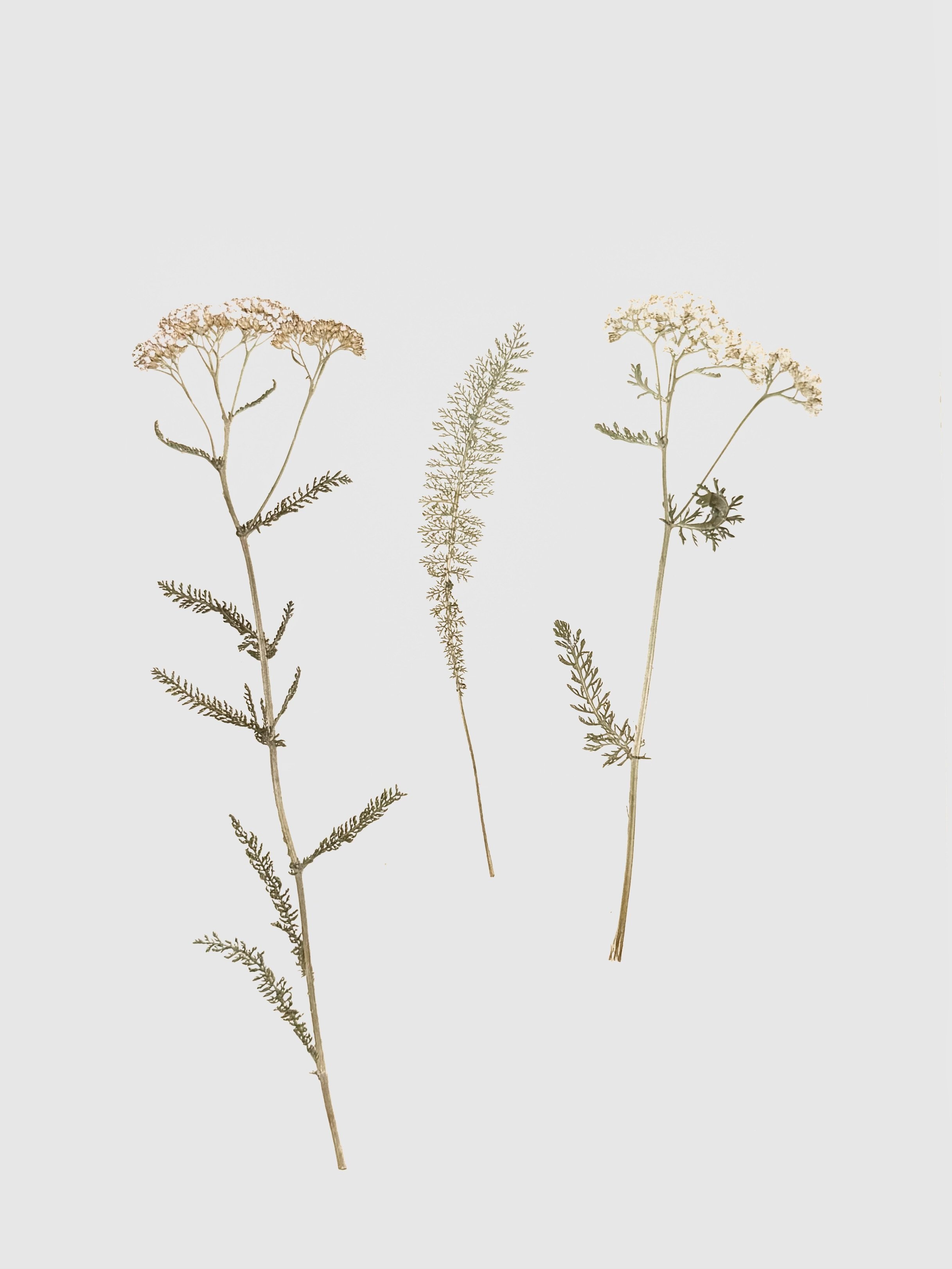 Botanisches Foto Einheimische Wildpflanze Schafgarbe Achillea millefolium