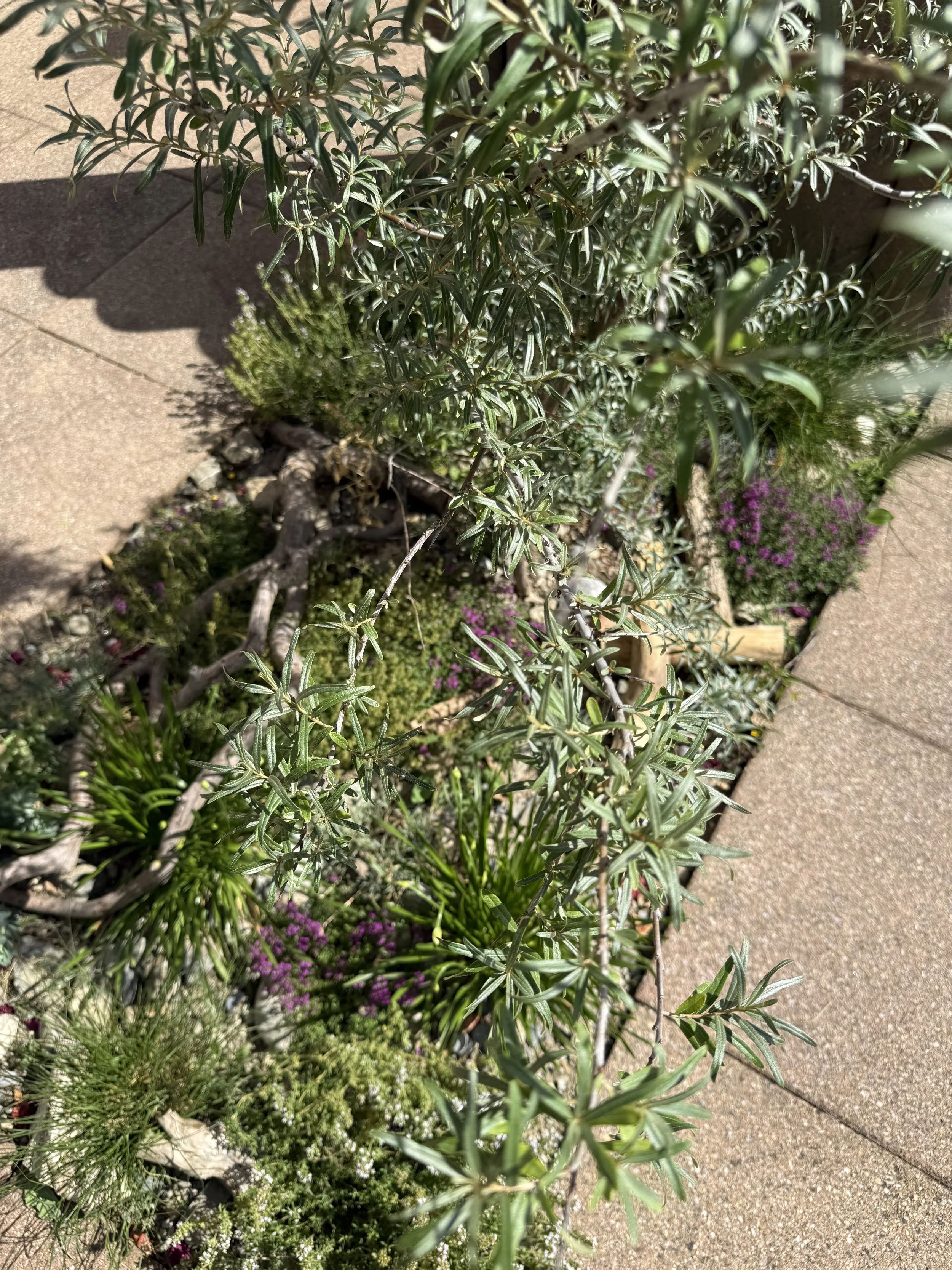 Nahaufnahme von verschiedenen Pflanzen mit grünen Blättern und kleinen violetten Blüten an einem sonnigen Tag.