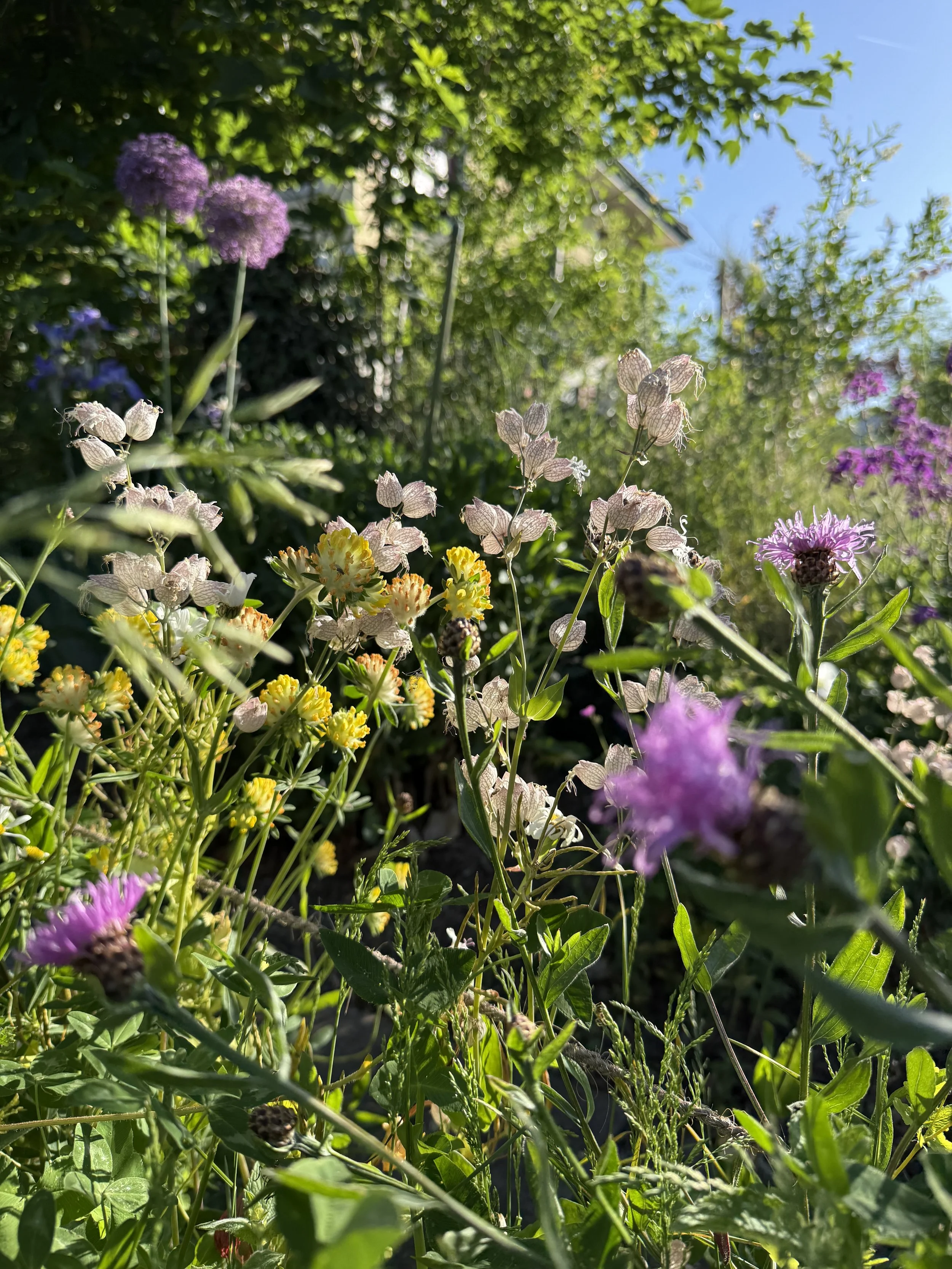 Artenreiche Wildblumenwiese mit einheimischen Wildpflanzen als wertvoller Lebensraum für Wildbienen, Schmetterlinge und andere Insekten im naturnahen Garten.