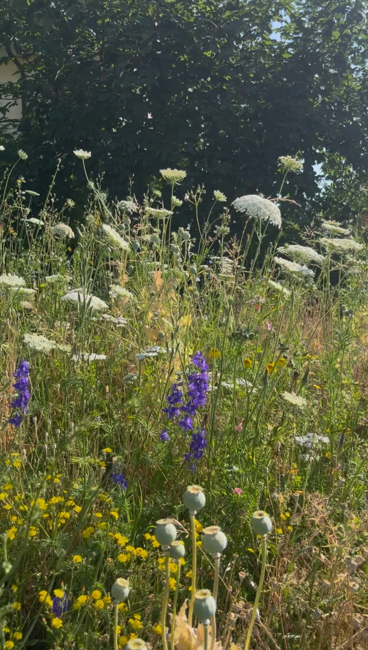 Bunte Wildblumenwiese mit weißen, lila und gelben Blumen unter einem Baum bei sonnigem Wetter.
