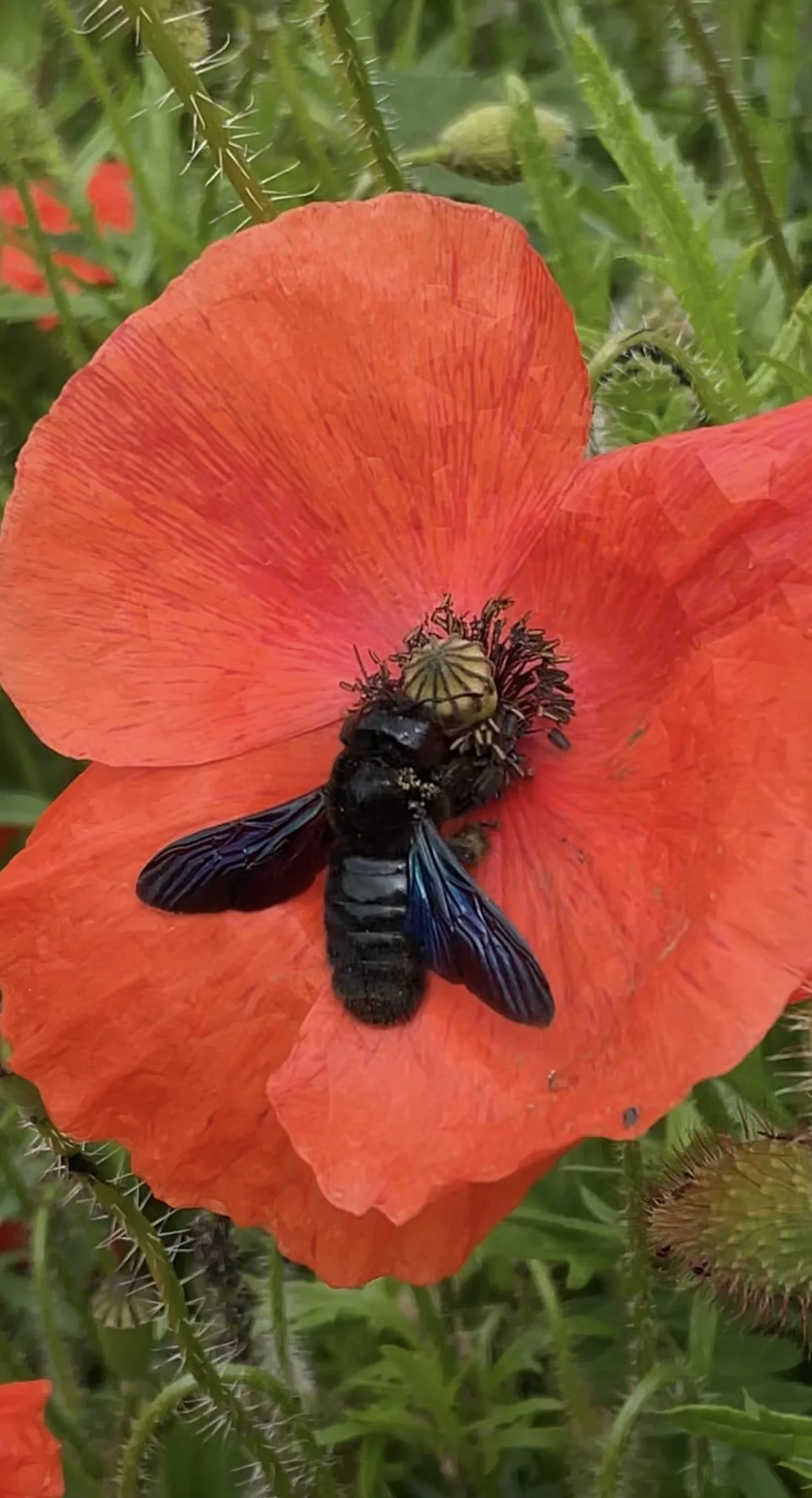 Blauschwarze Holzbiene und Mohn - Biodiversität im Stadtgarten Bern