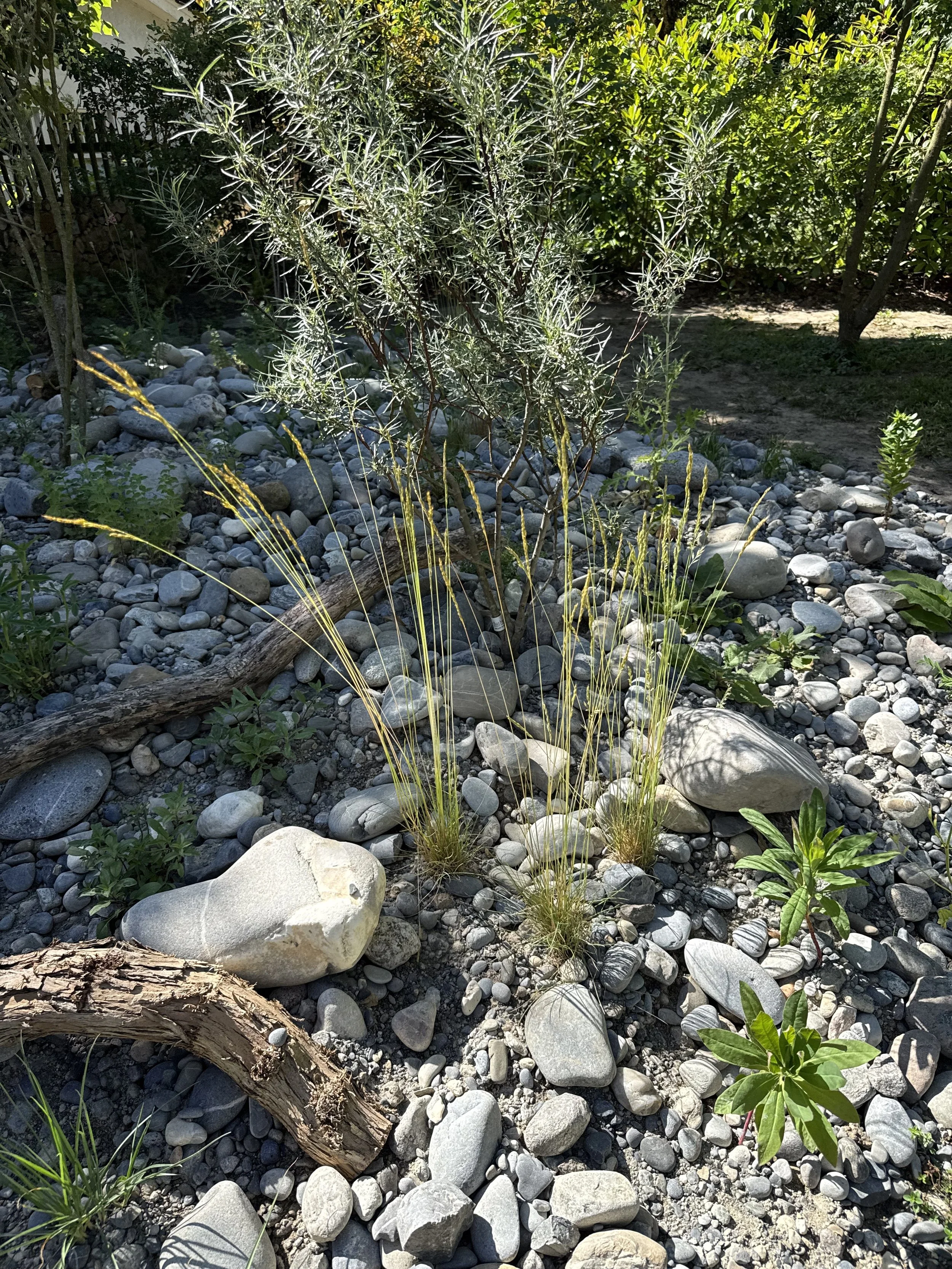 Naturgartengestaltung in Bern mit trockenheitsverträglichen Wildpflanzen