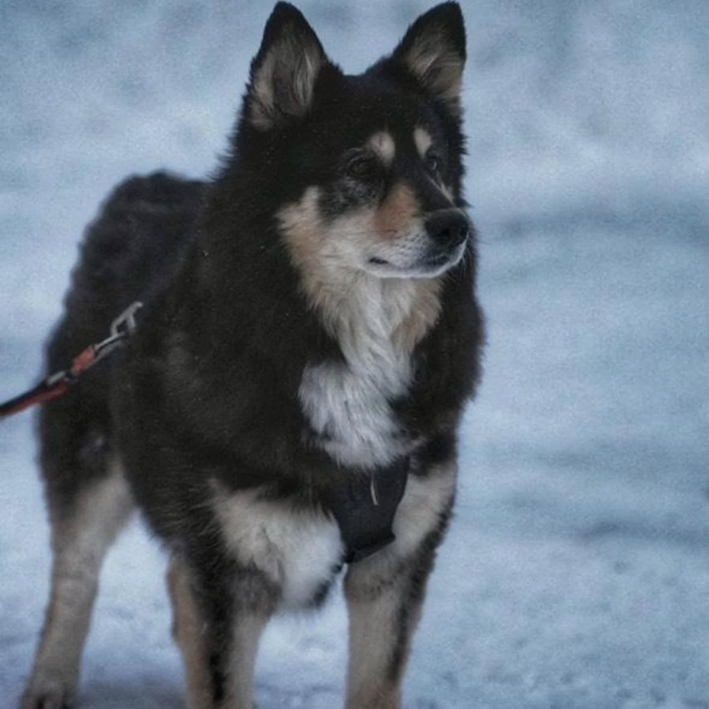 Jura has been a fixture of my life and the hotel I have spent my winters working at for years now. Guests know her, they ask about her and luckily enough some take awesome photos of her like @cowvetrichard  did. Obviously she loves the camera. 

It's
