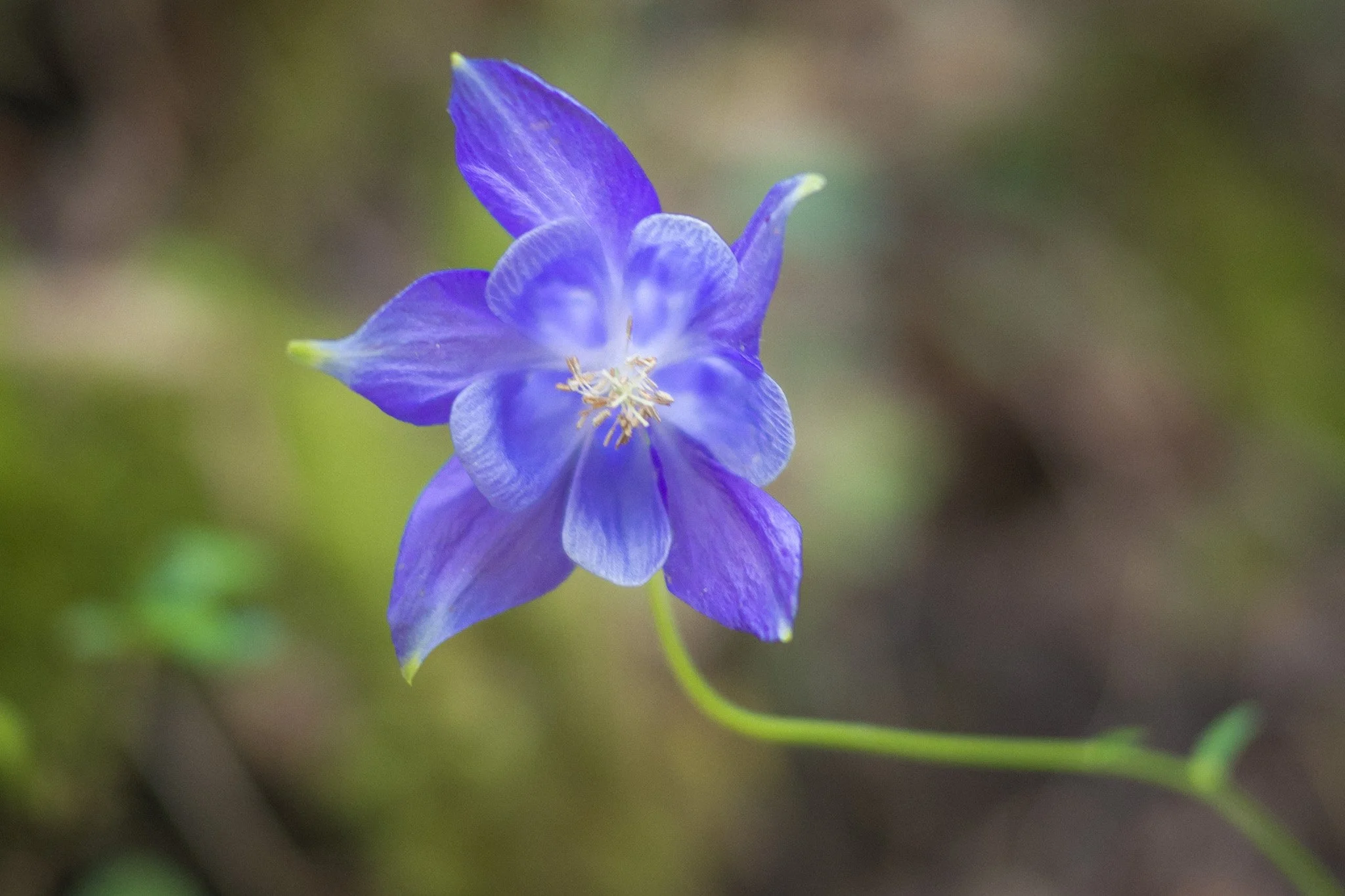 Blue_flower_Camino.jpg