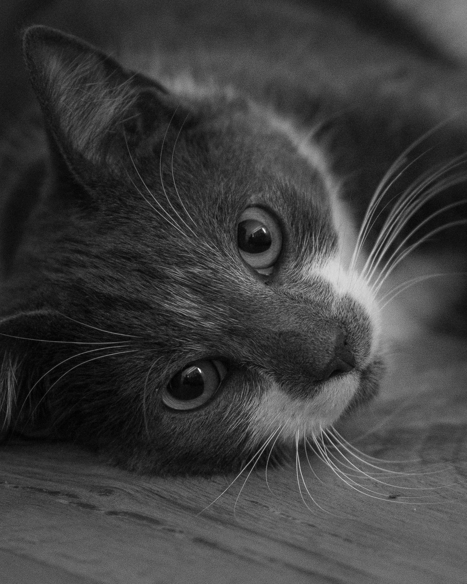 P1100737.jpg