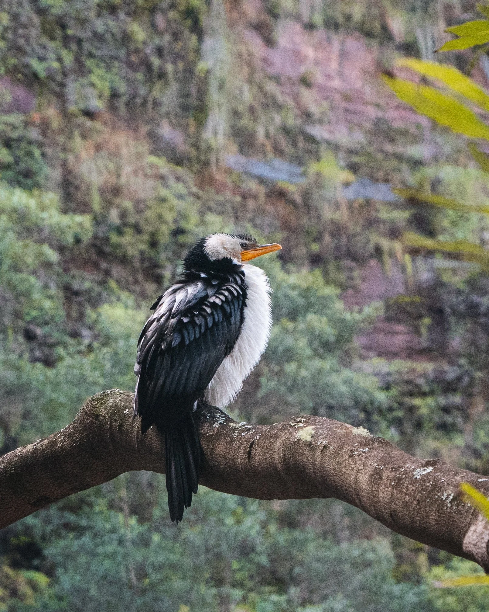 Bird-in-Blue-Mountains.jpg