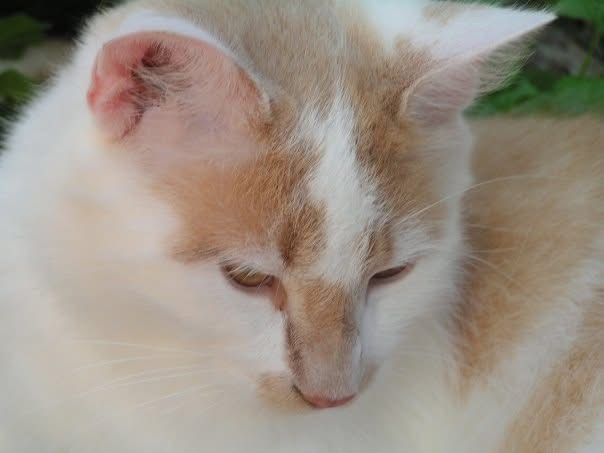 Casey “My beloved Casey lived to be 20. I am so appreciative that he spent his life with me.” 🤳 Barbara Wilson (Herkimer County)