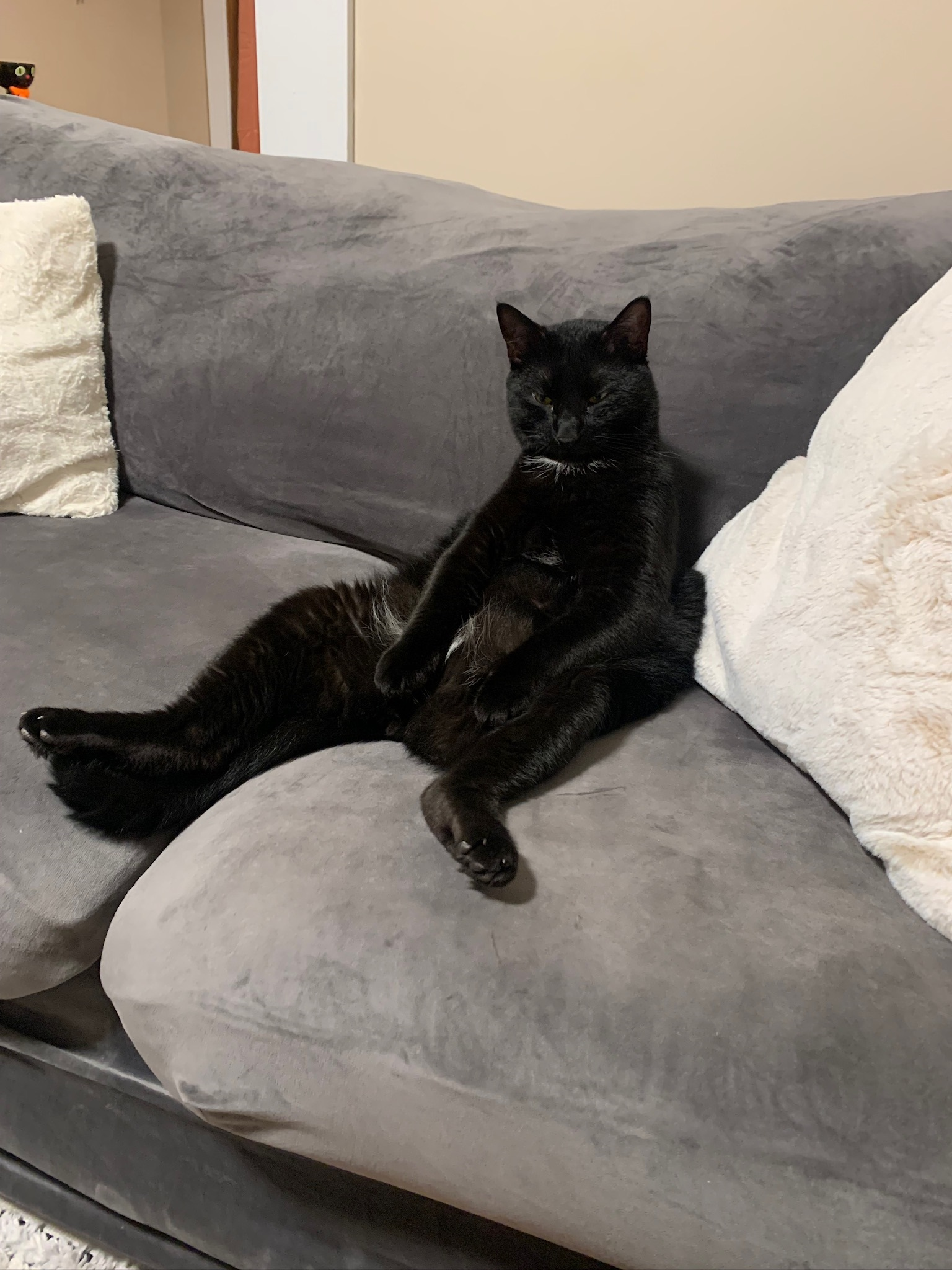 Zinc “Apparently cats must really mimic their humans behavior because I have no other explanation this, he’s acting like his mom coming home from a day of work.” 🤳 Samantha Dartt (Herkimer County)