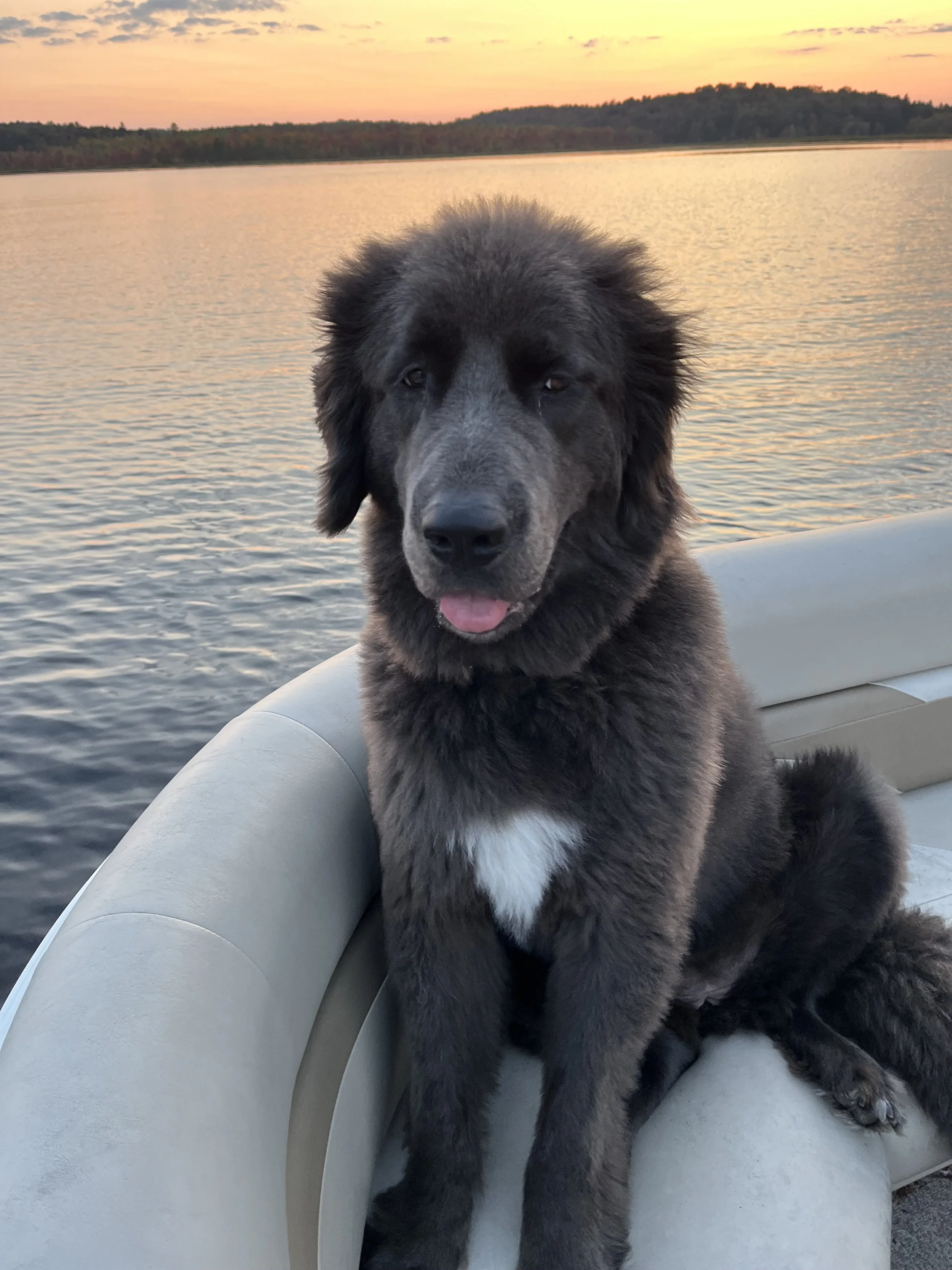 Stormy “Stormy is a beautiful sweet girl!” 🤳 Colleen Corsi (Herkimer County, NY)